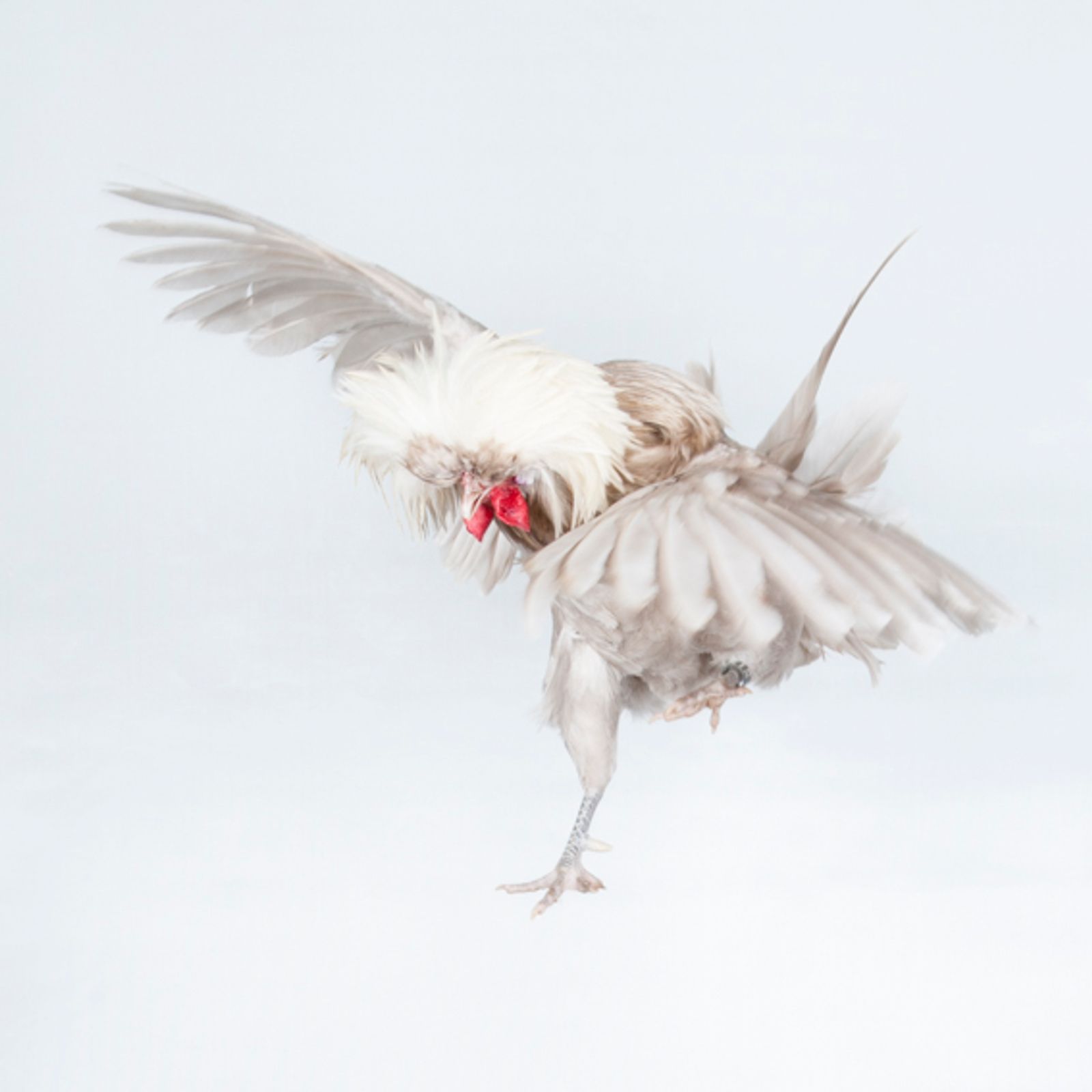 © Emanuela Colombo - Image from the Chickens photography project
