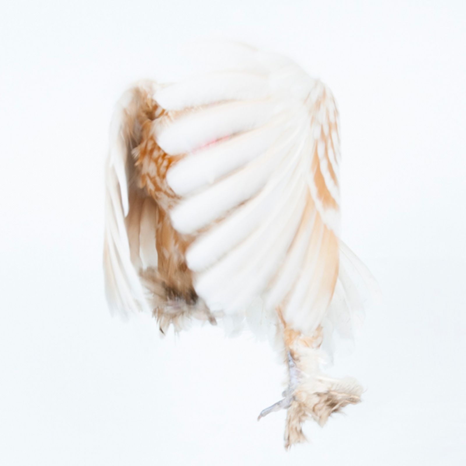 © Emanuela Colombo - Image from the Chickens photography project