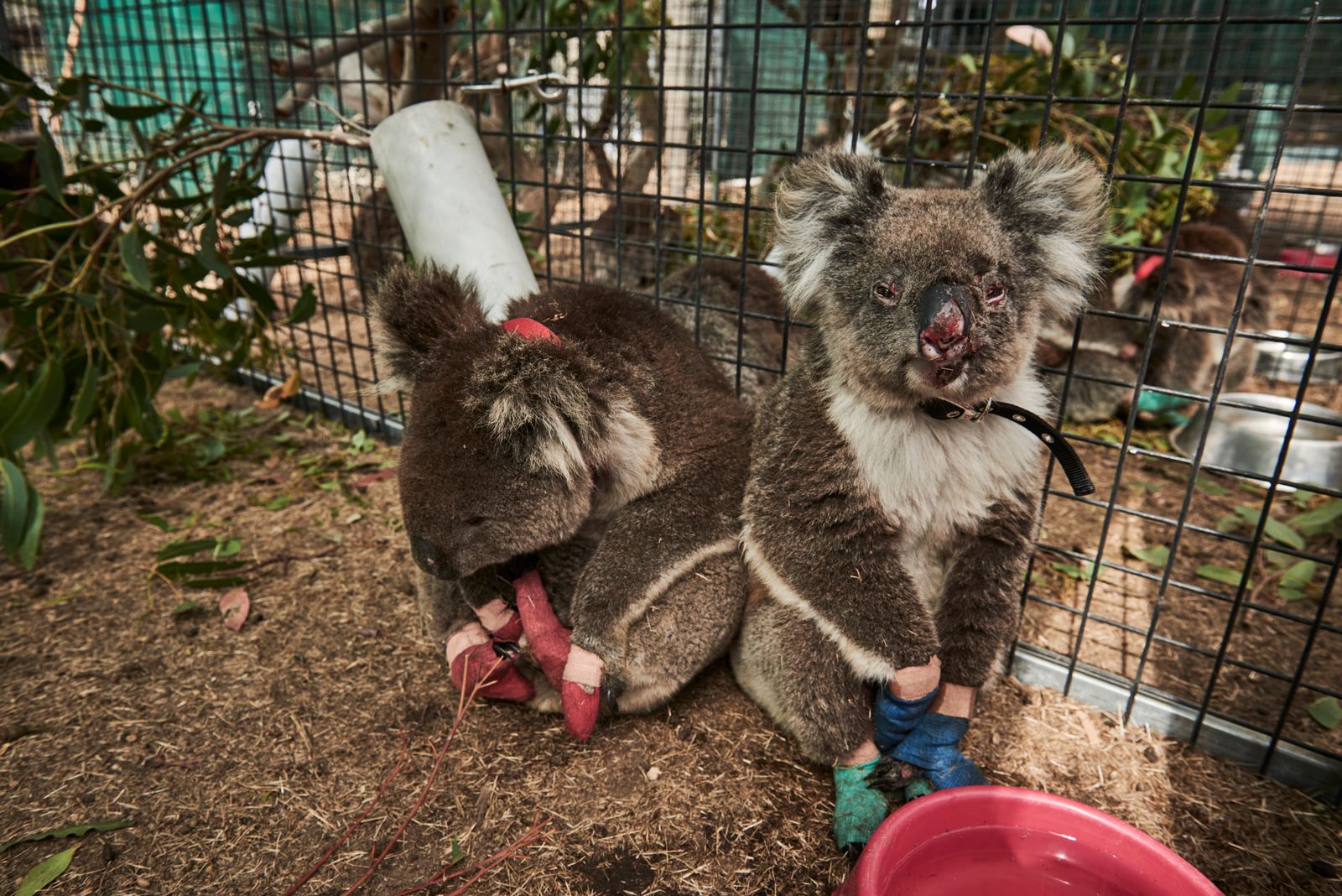 © Christina Simons - Image from the Australian Apocalypse: The Consequences of the Australian Bushfires photography project