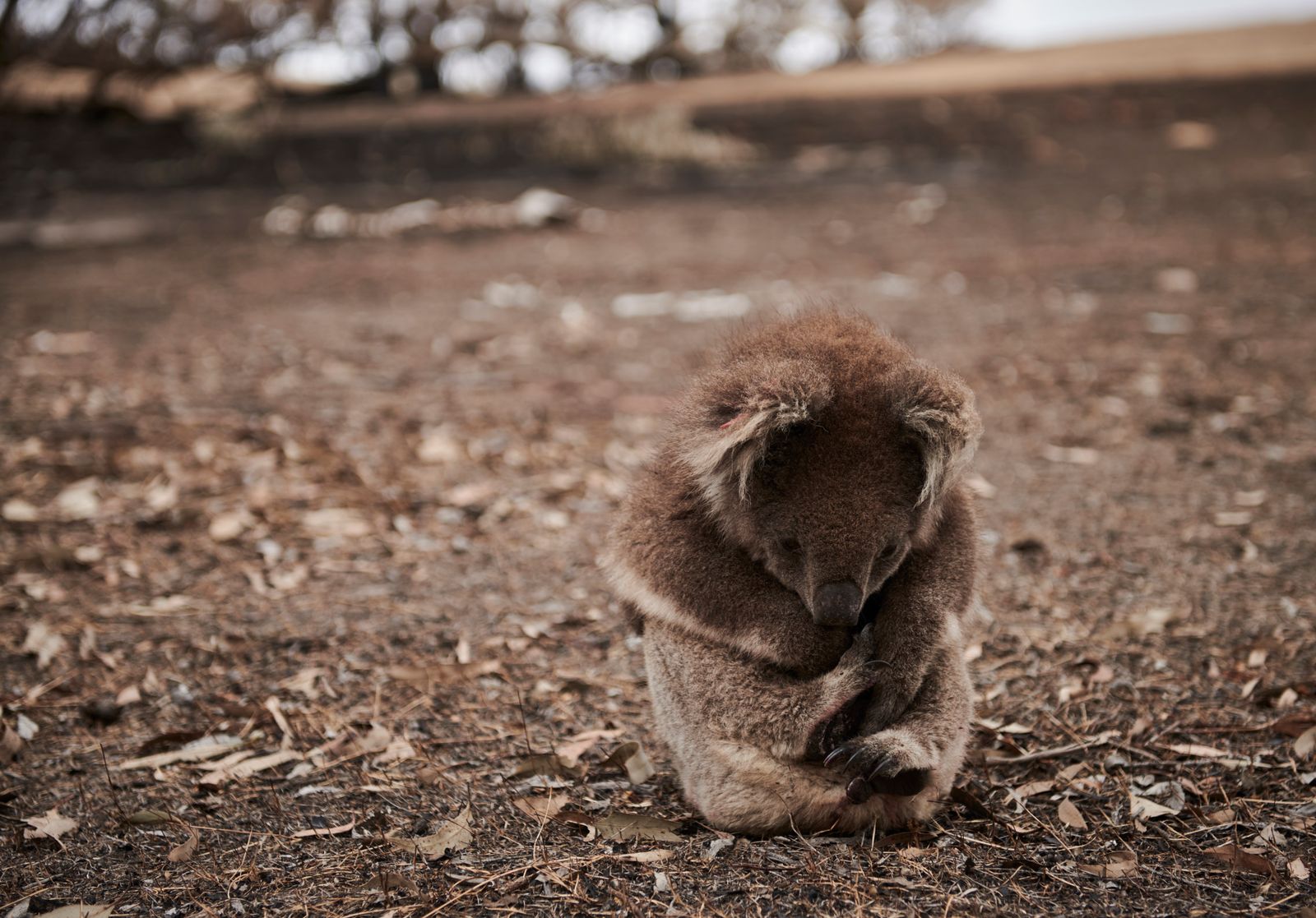 © Christina Simons - Image from the Australian Apocalypse: The Consequences of the Australian Bushfires photography project