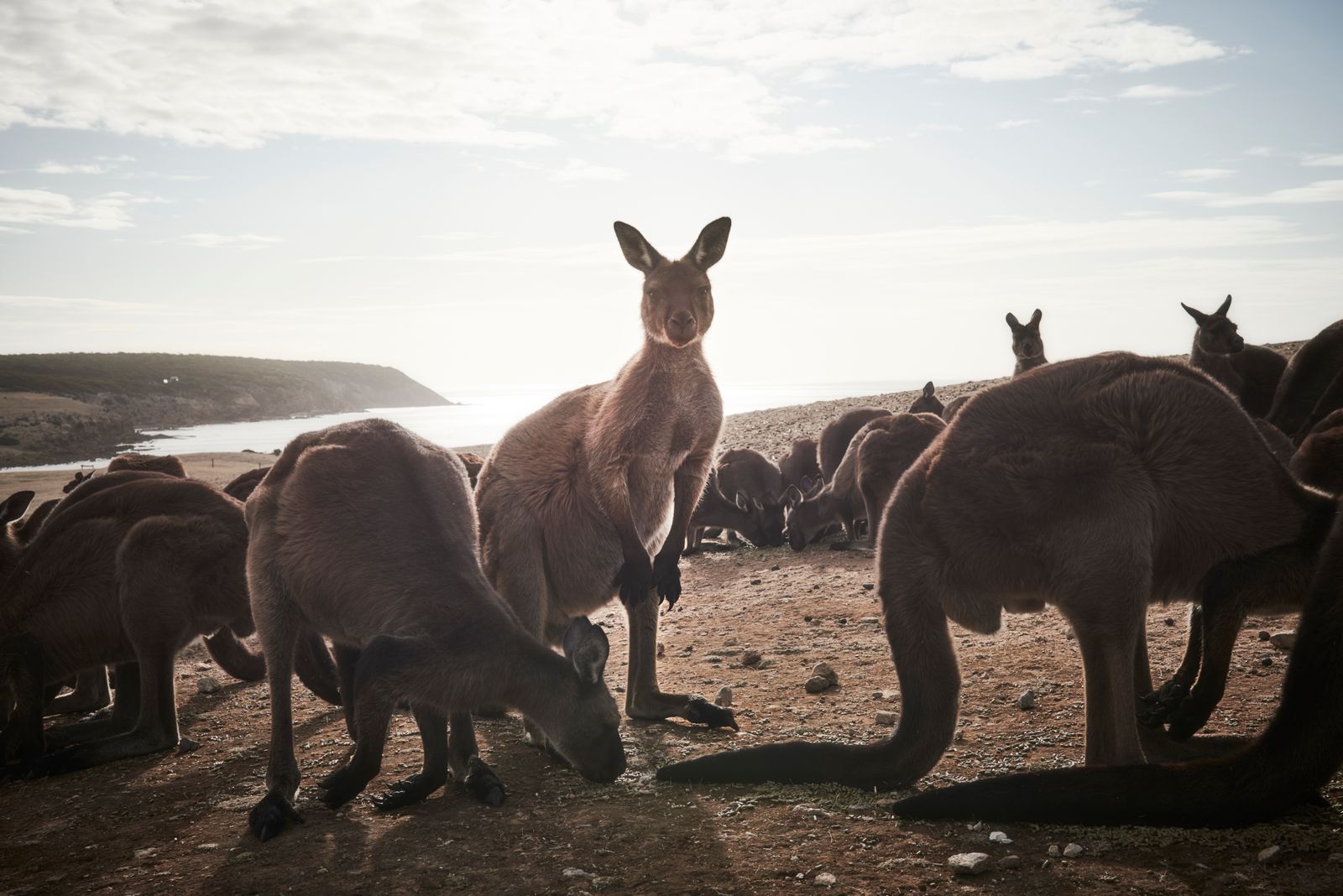 © Christina Simons - Image from the Australian Apocalypse: The Consequences of the Australian Bushfires photography project