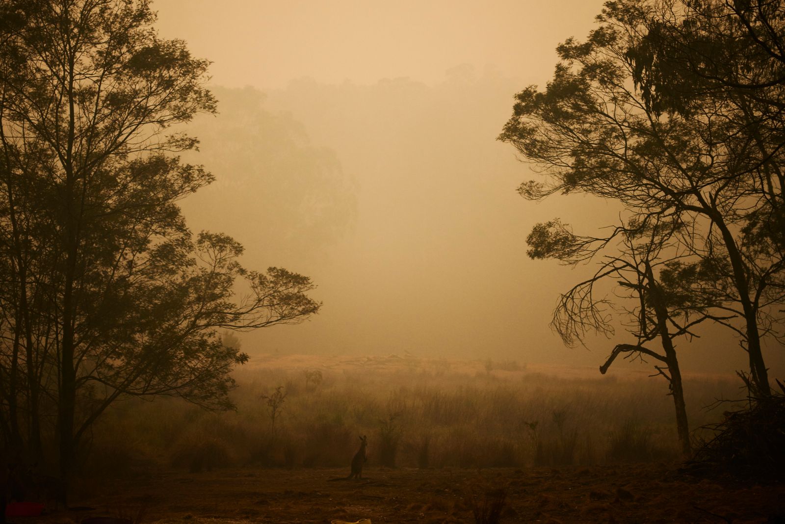 © Christina Simons - Image from the Australian Apocalypse: The Consequences of the Australian Bushfires photography project