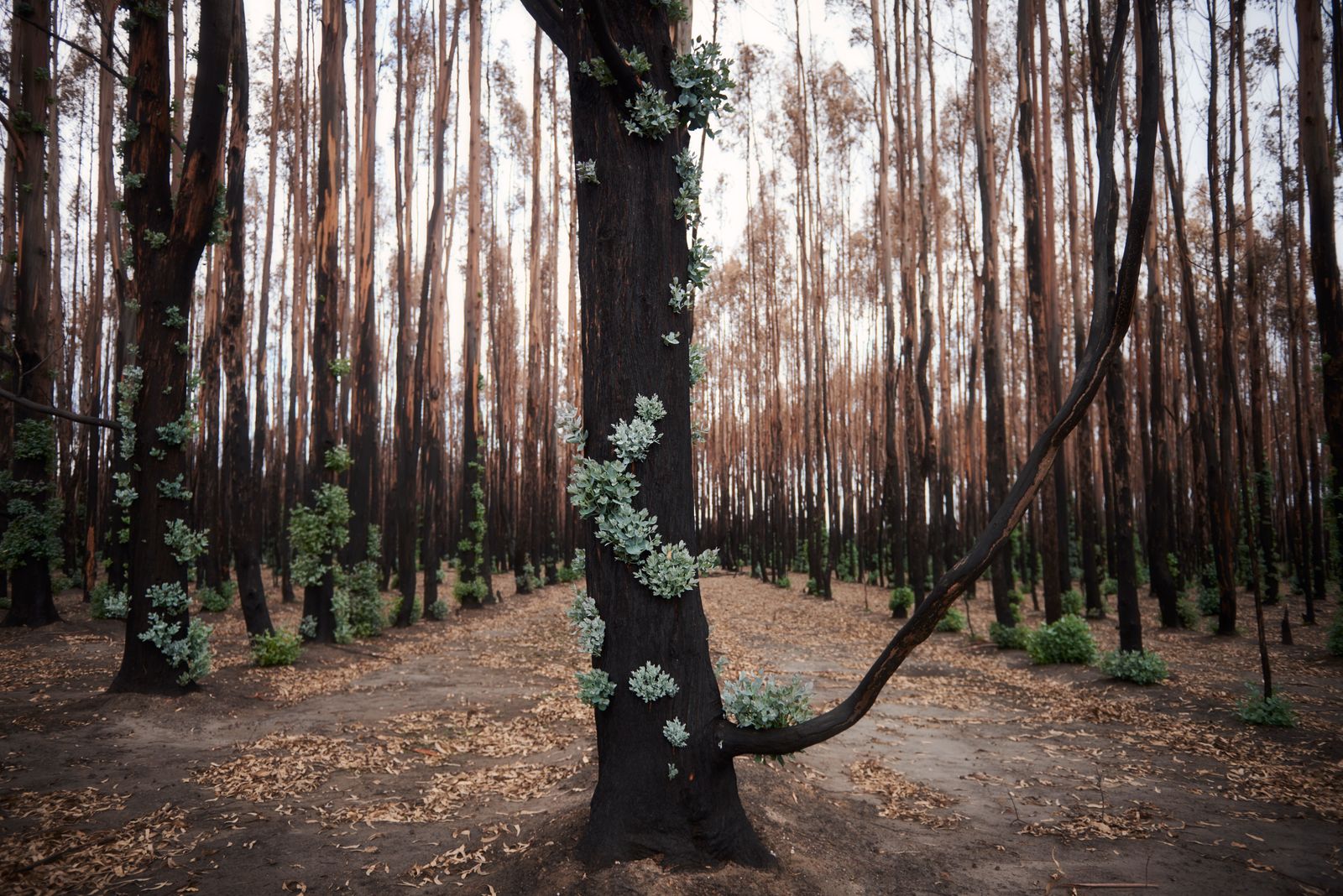 © Christina Simons - Image from the Australian Apocalypse: The Consequences of the Australian Bushfires photography project