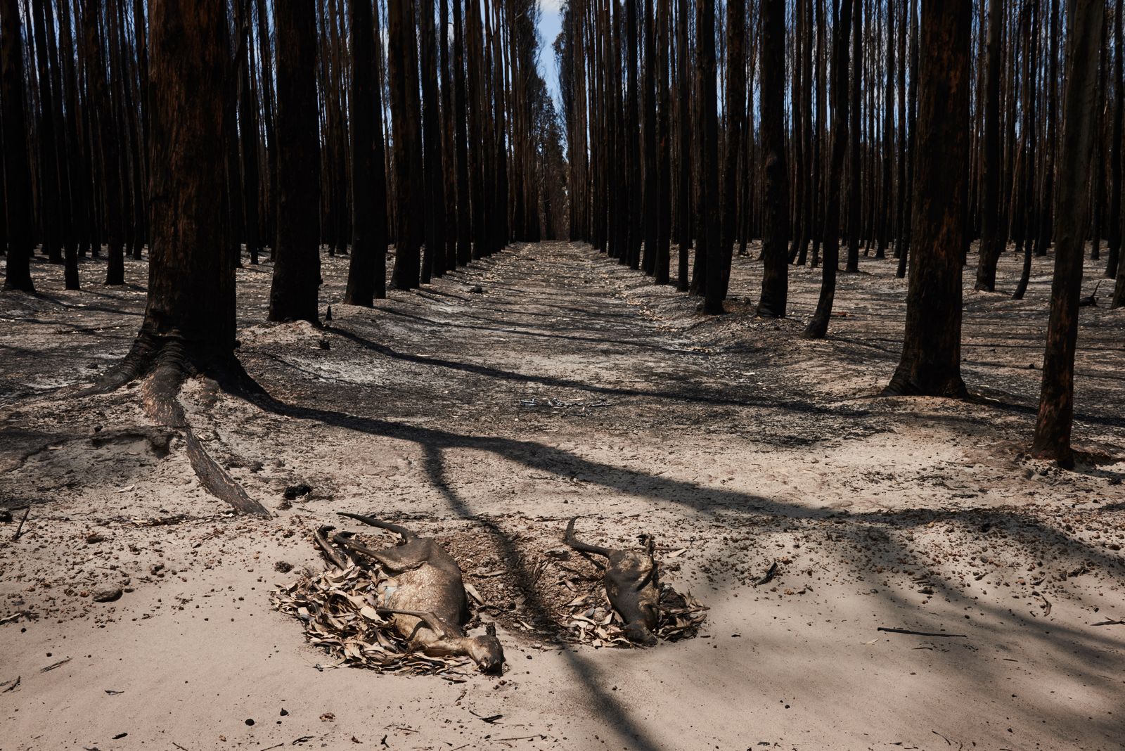 © Christina Simons - Image from the Australian Apocalypse: The Consequences of the Australian Bushfires photography project