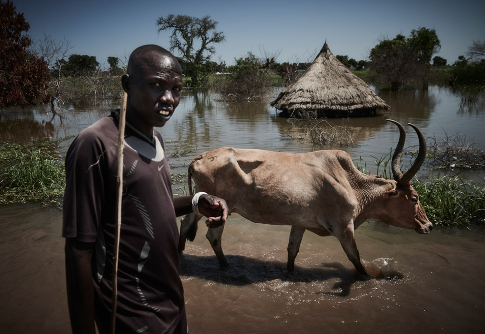 © Christina Simons - Emaciated cattle are herded along the main road in Bentiu town.
