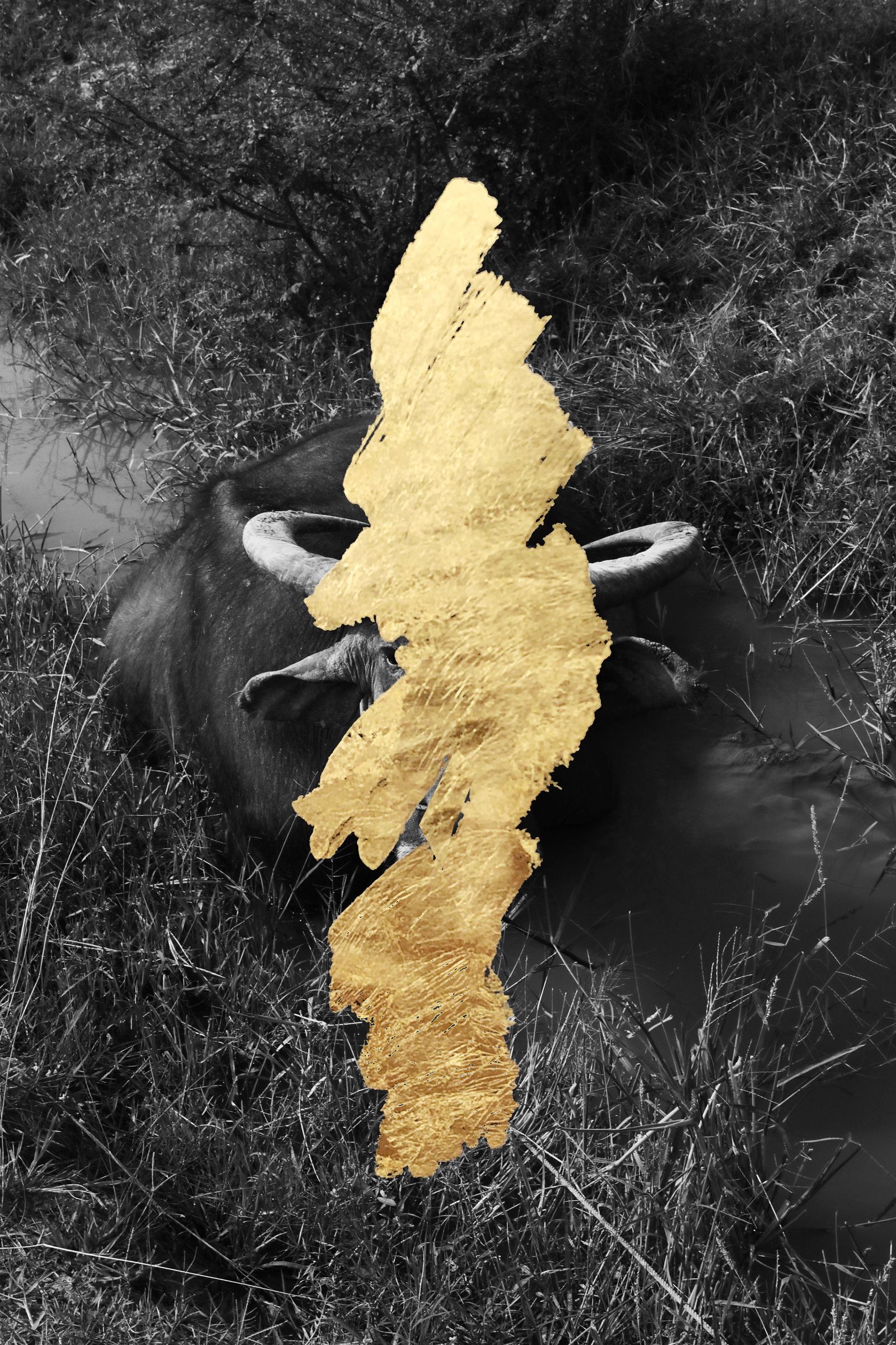 © andrea alkalay - Kutho / Buffalo ( buffalo lying on the grass by a creek. Gold intervention )