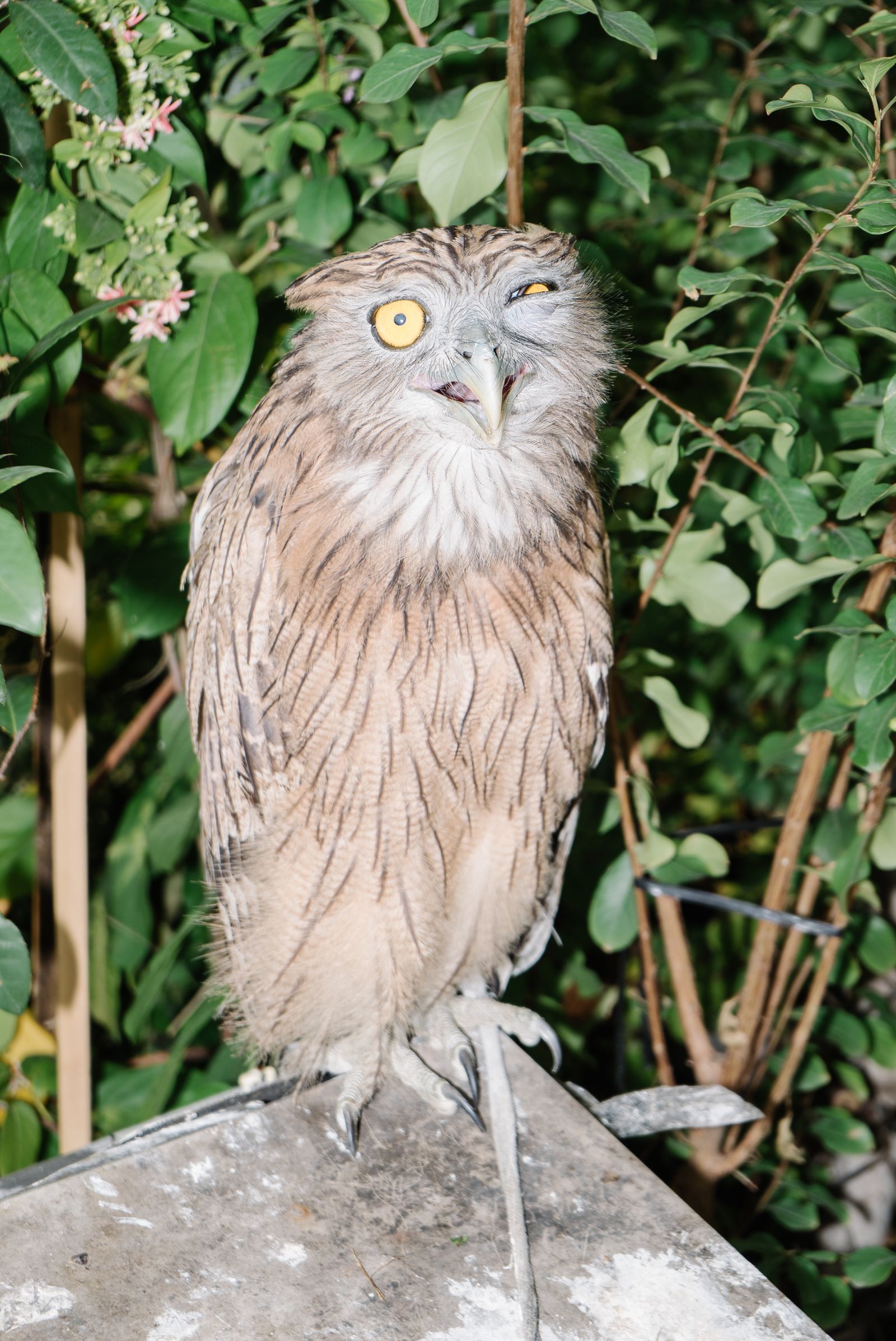 © Simone Sapienza - A owl on sale on the streets of HCMC.