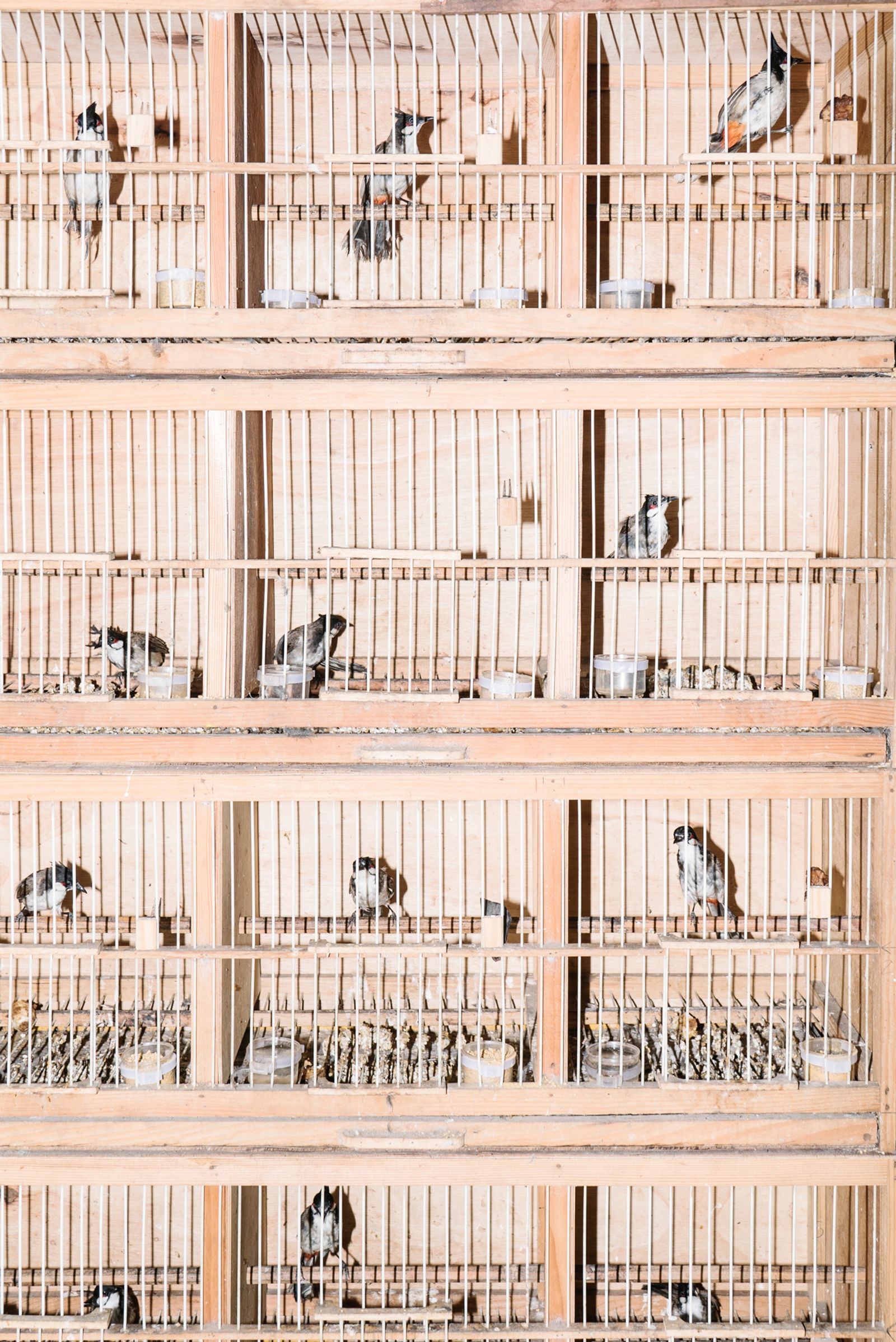 © Simone Sapienza - Birds on sale in the outskirt of HCMC.
