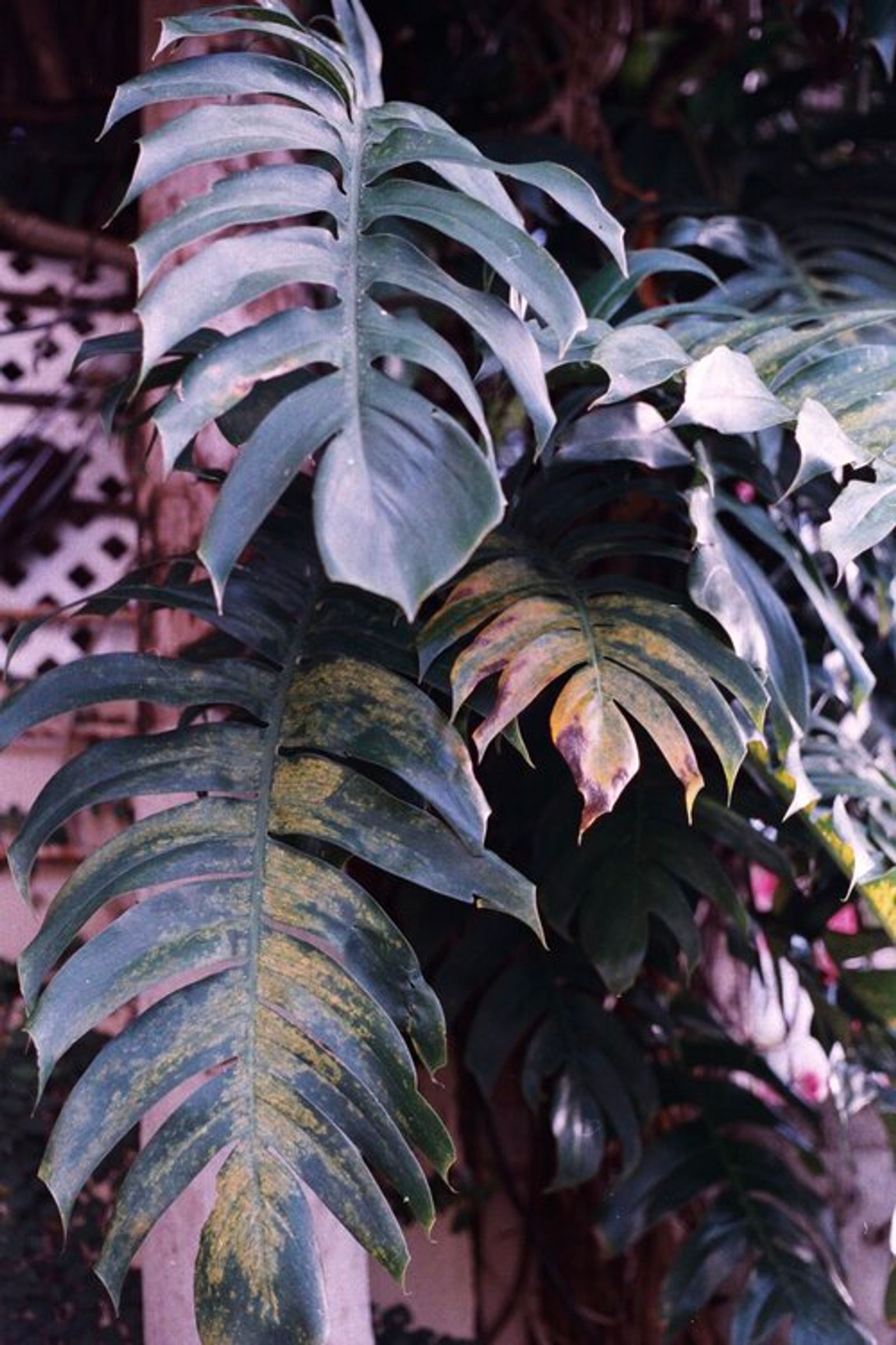 © Ojos Nebulosos - EL JARDÍN DE DOÑA ELENA, 2017