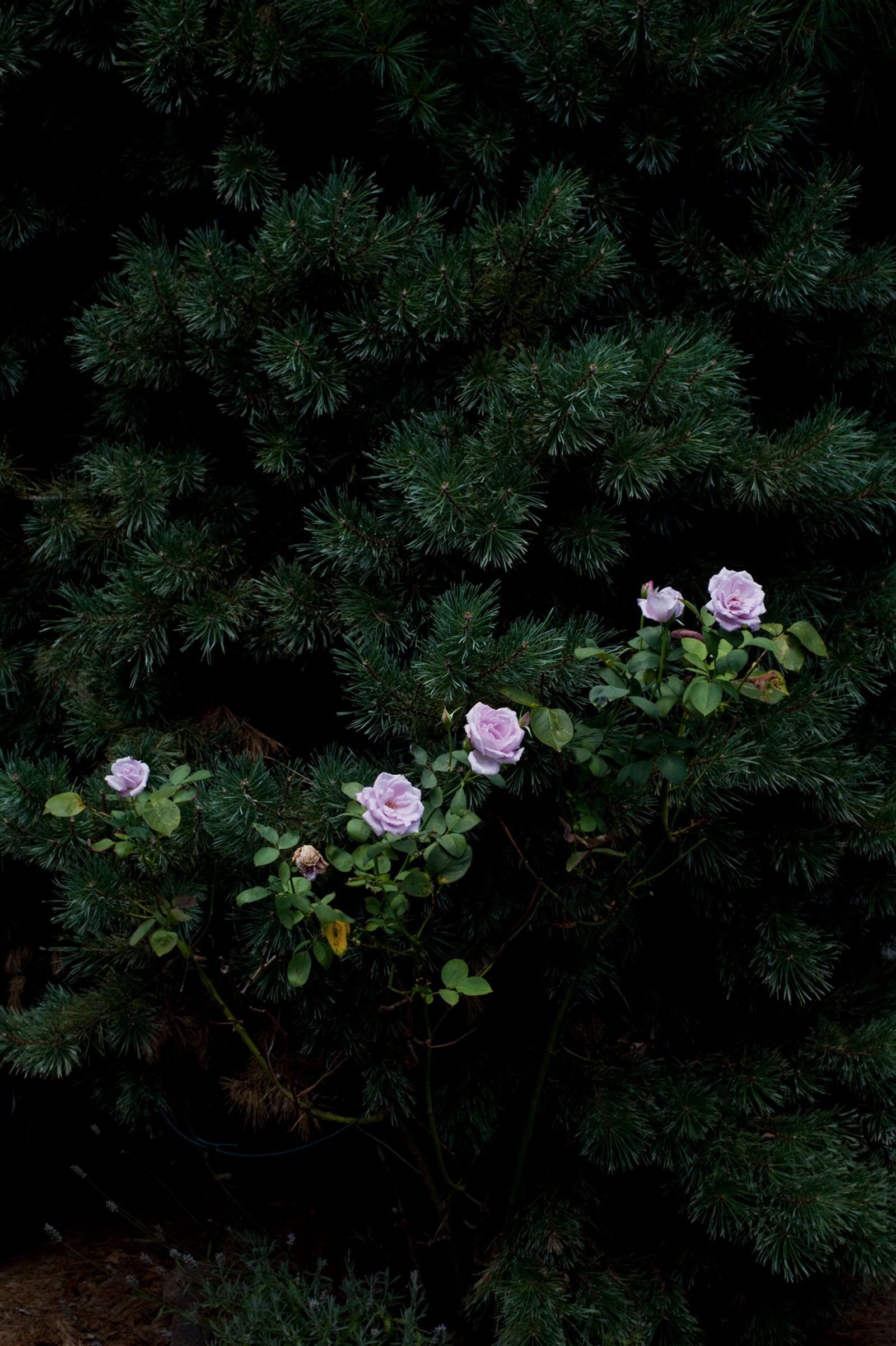 © Allison Grant - Late Season Blooms