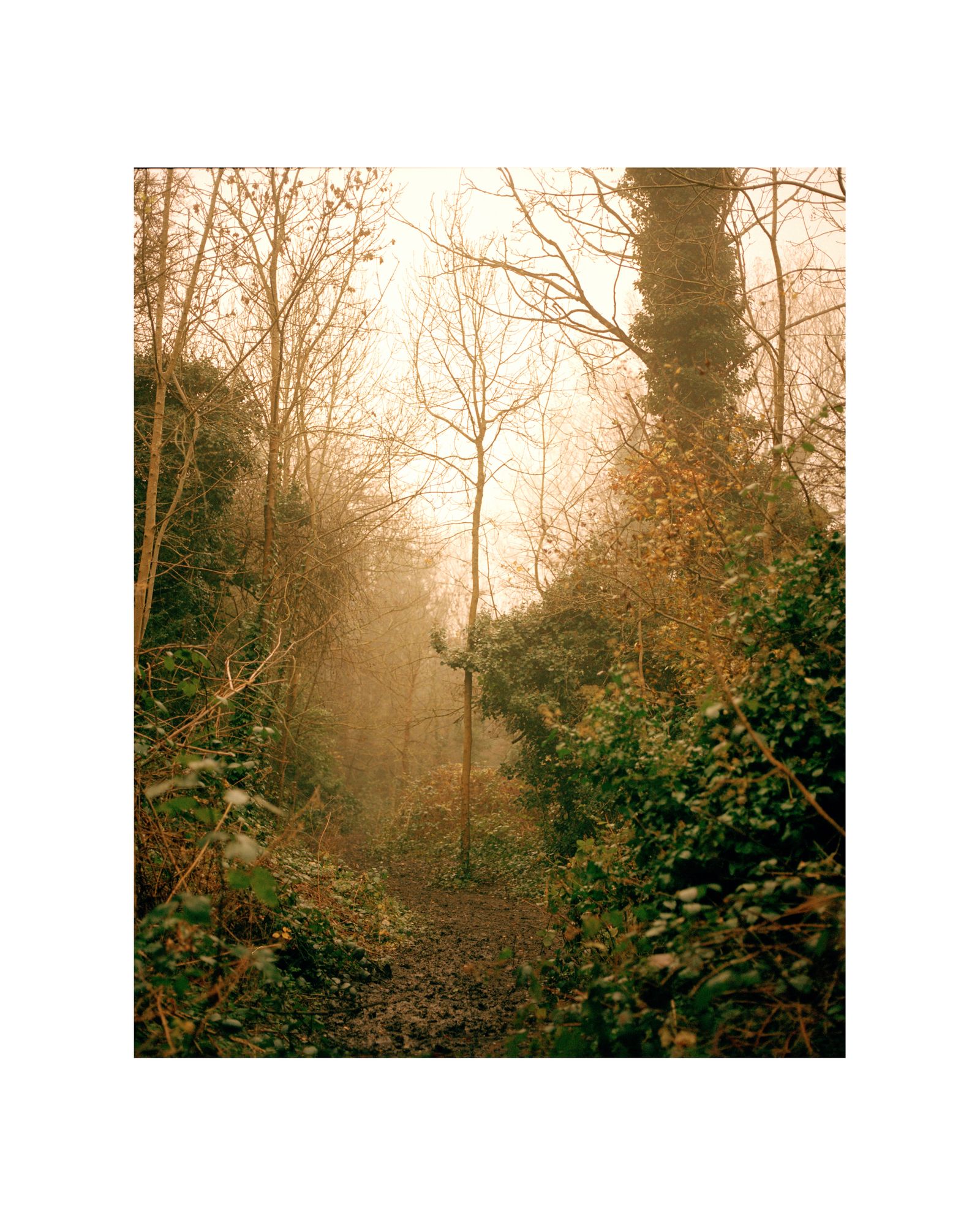 © George Selley - Image from the A Forest is Not a Free Market photography project