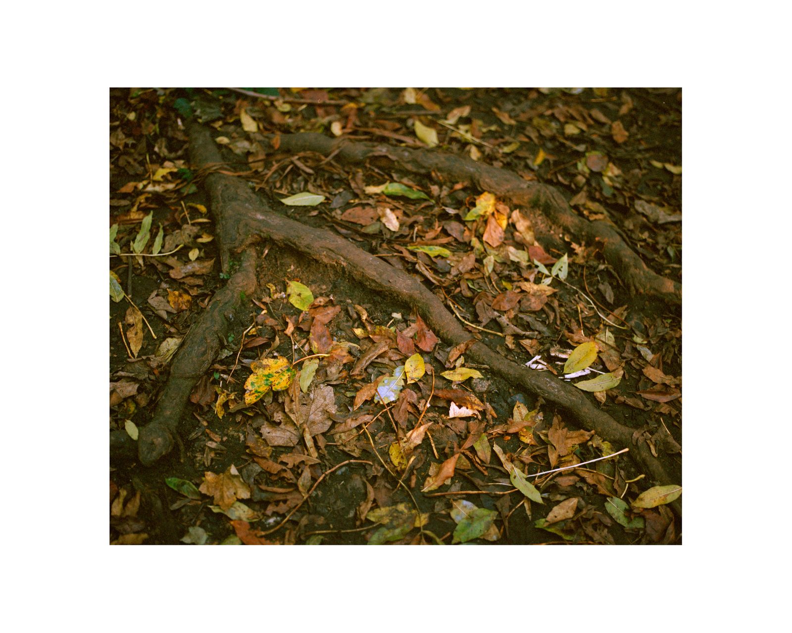 © George Selley - Image from the A Forest is Not a Free Market photography project