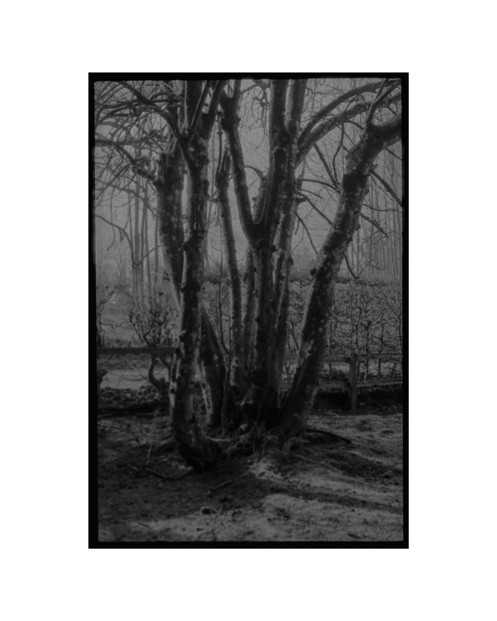 © George Selley - Image from the A Forest is Not a Free Market photography project