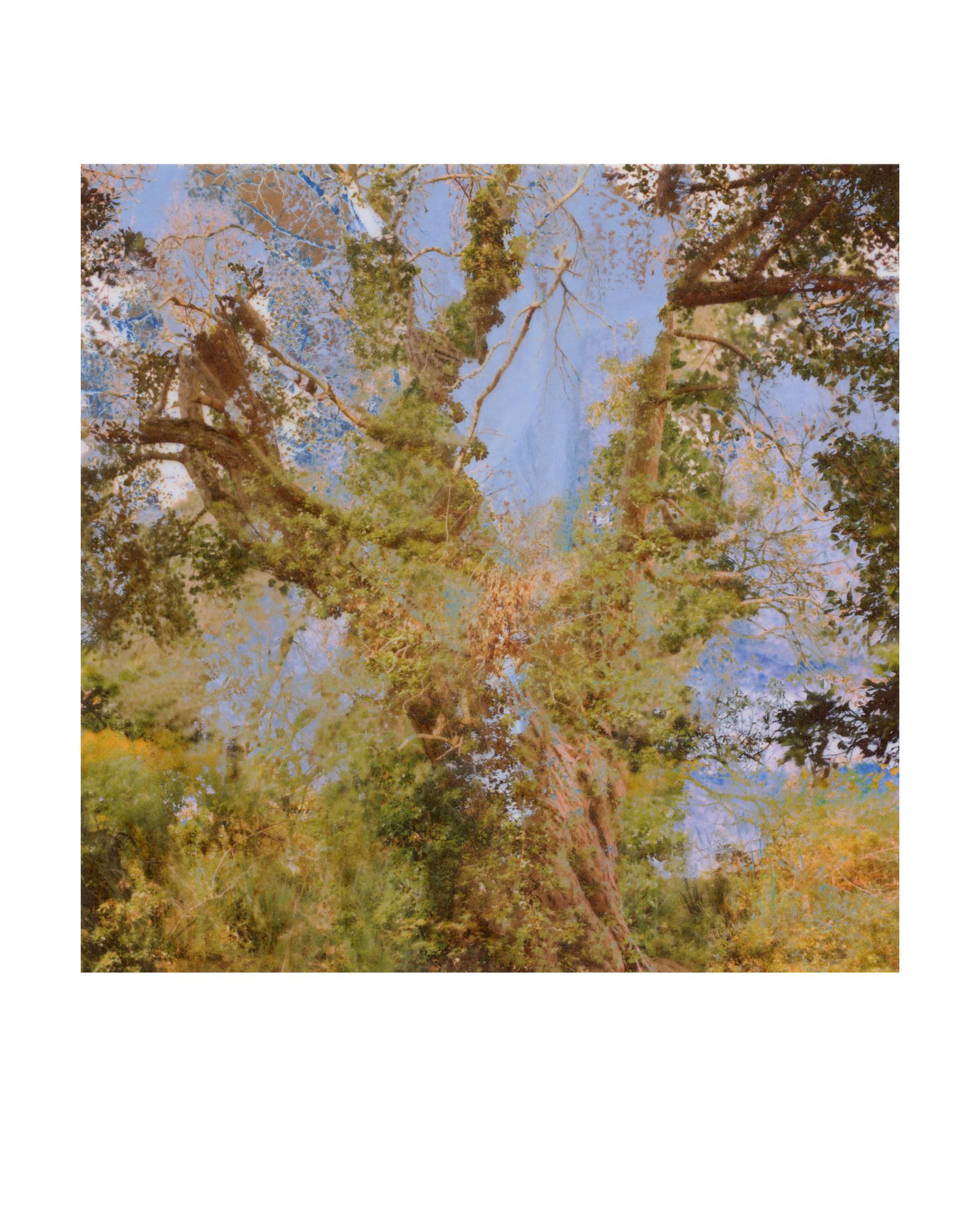 © George Selley - Image from the A Forest is Not a Free Market photography project