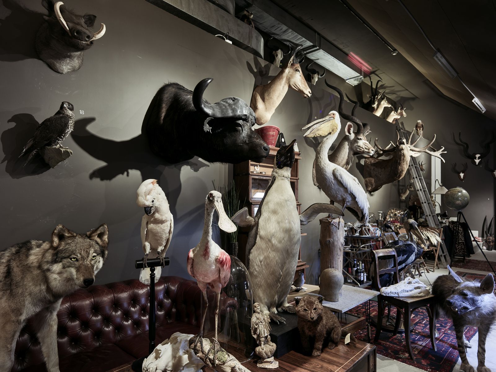 © Kostas Maros - Storage room of a taxidermist and magician in Zürich. This room is full of surprises.