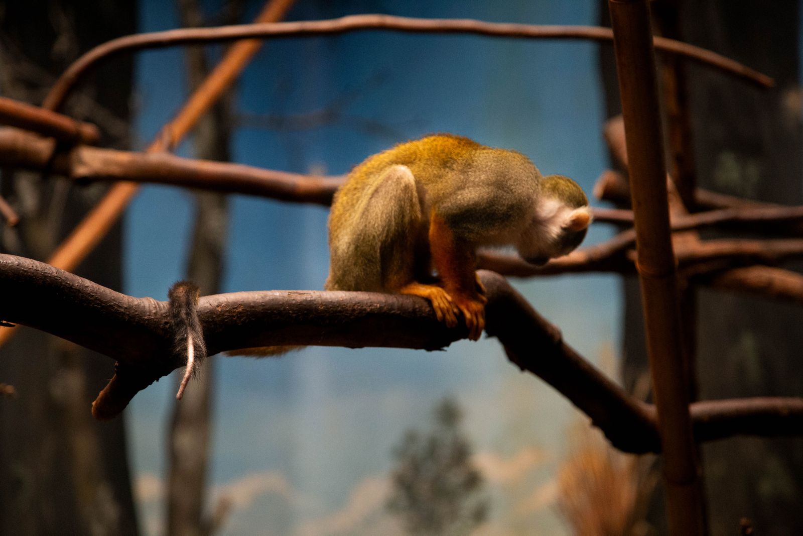 © Isabelle Mitchell - A monkey crouches low on a branch in a cluttered primate exhibit, its tail visibly injured.