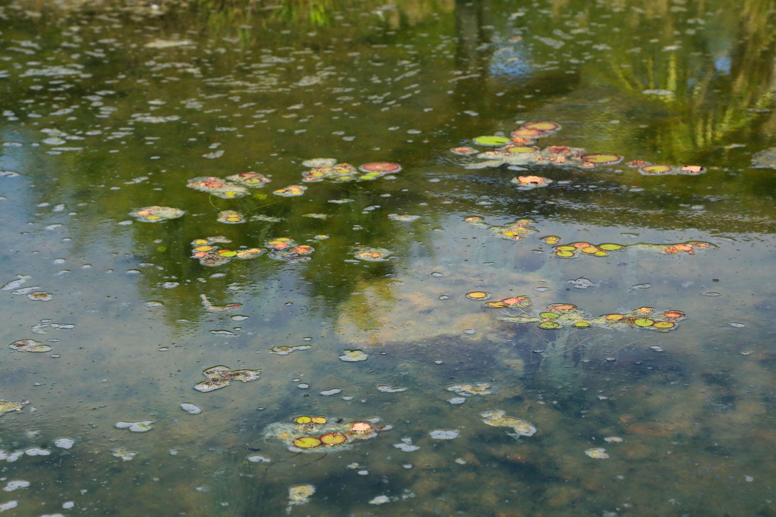© Isabelle Mitchell - The pond water just inside the front gates of the Birmingham zoo, acting as an early sign of neglect.