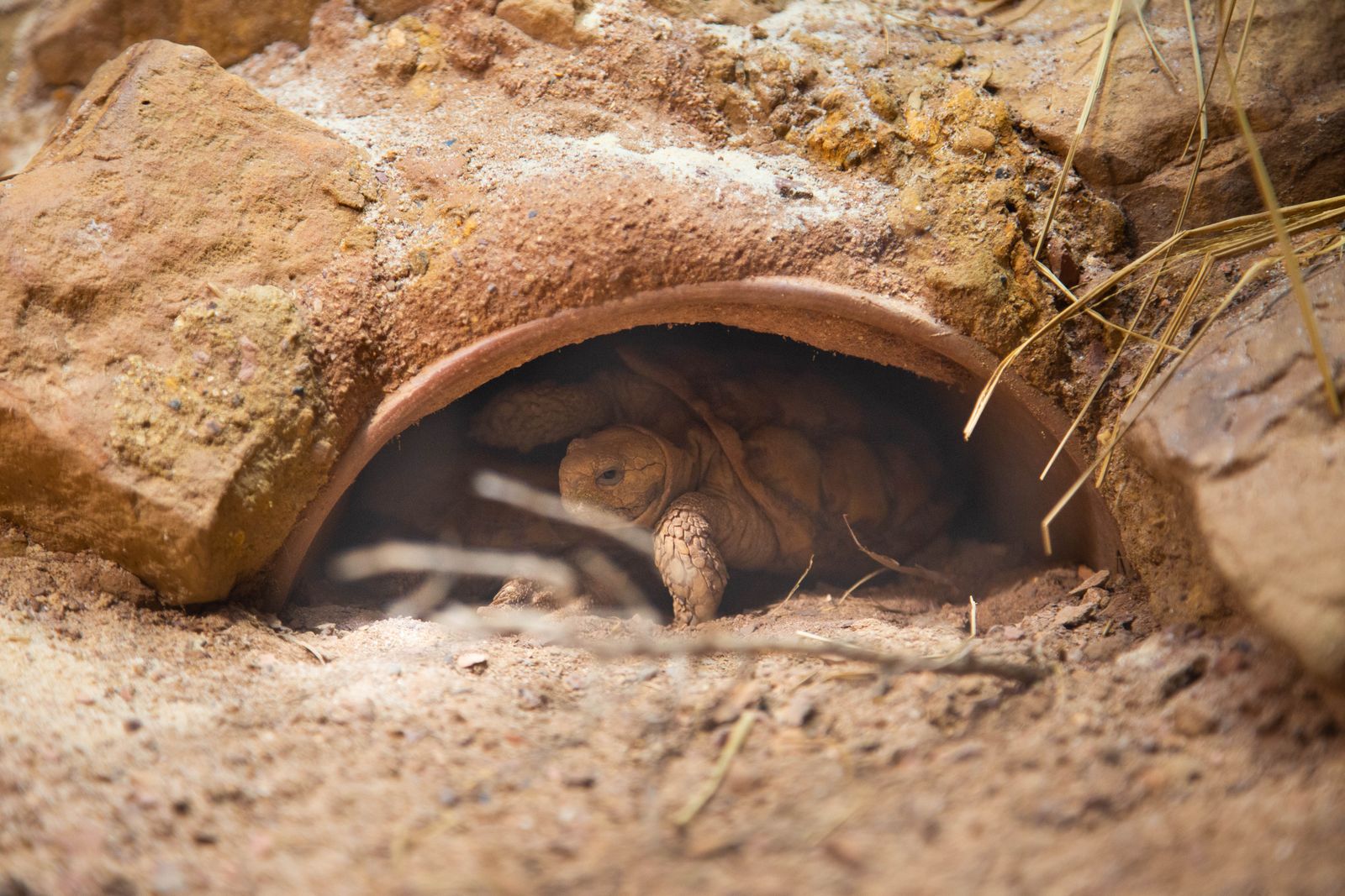 © Isabelle Mitchell - Two turtles shoved deep into a cramped hide, like they’re trying to vanish.