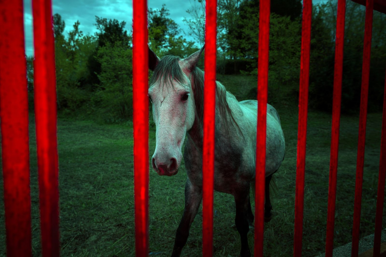 © Filippo Venturi - A horse inside a private land bordered by iron bars. Antrona Valley, Italy, 2021.