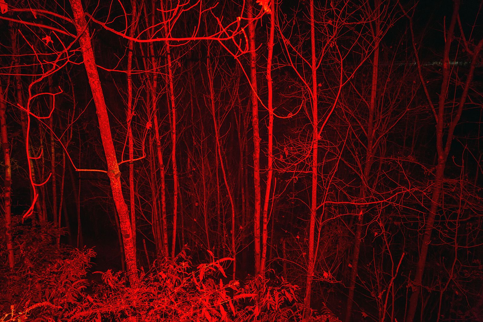 © Filippo Venturi - Wood near Viganella. Viganella, Italy, 2021.