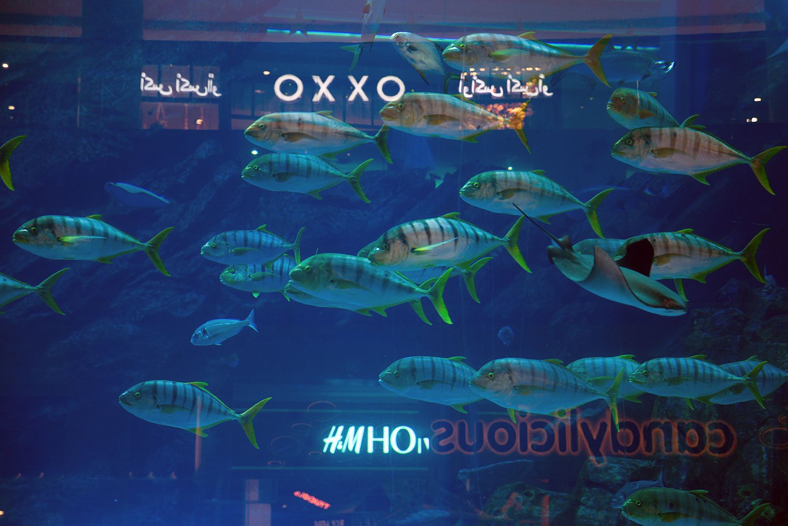 © Filippo Venturi - Aquarium of the Dubai Mall, the largest shopping mall in the world. Dubai, 2021.