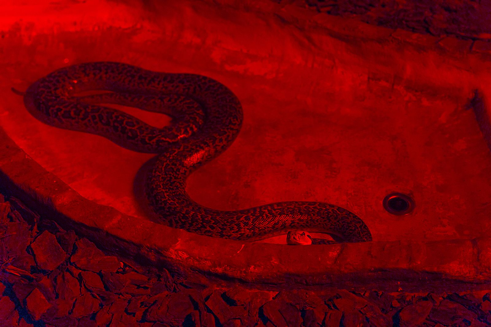 © Filippo Venturi - Snake inside the Green Planet, an indoor rainforest that is home to various animals, birds, reptiles, etc. Dubai, 2021.