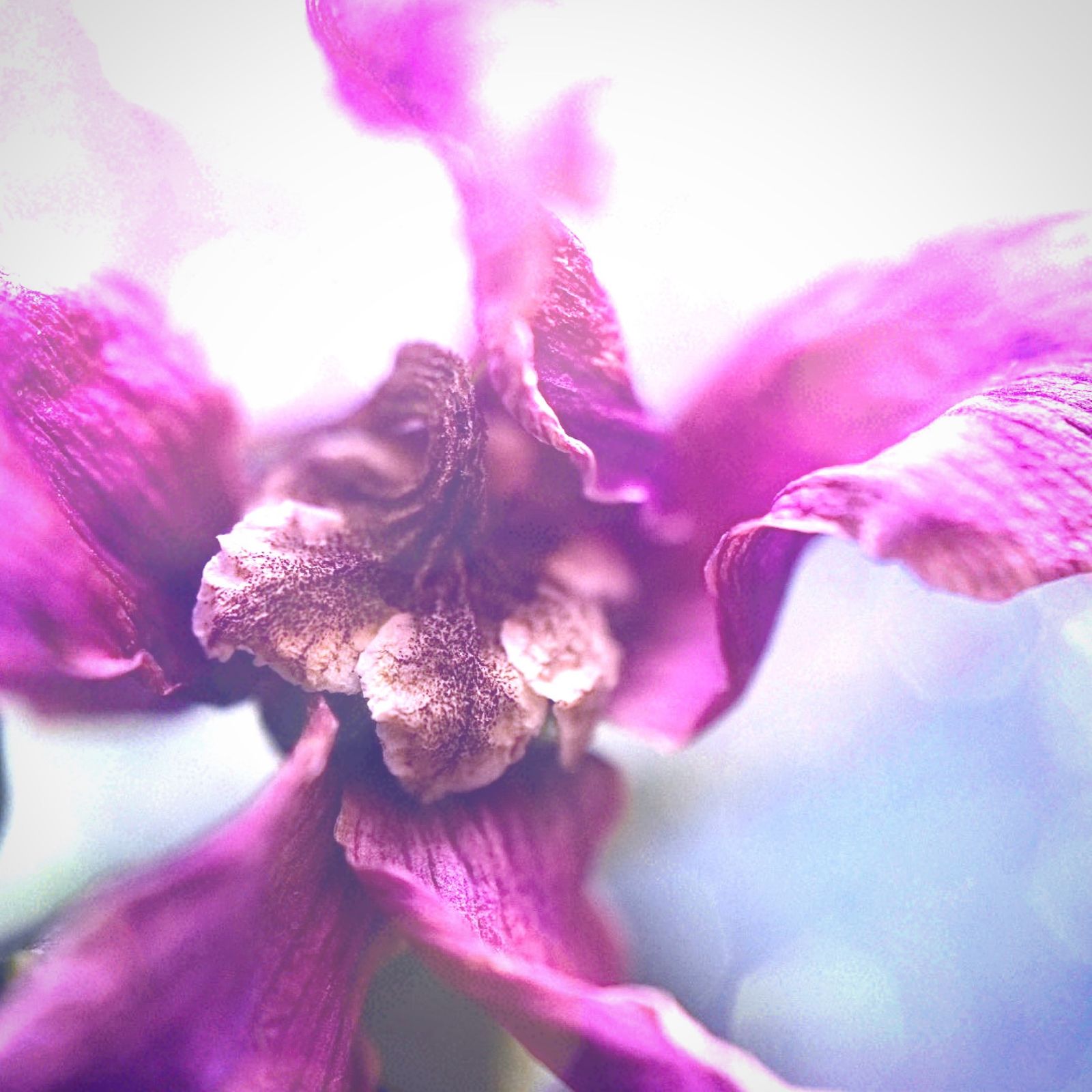 © Teri Arthur - Ethereal Ending