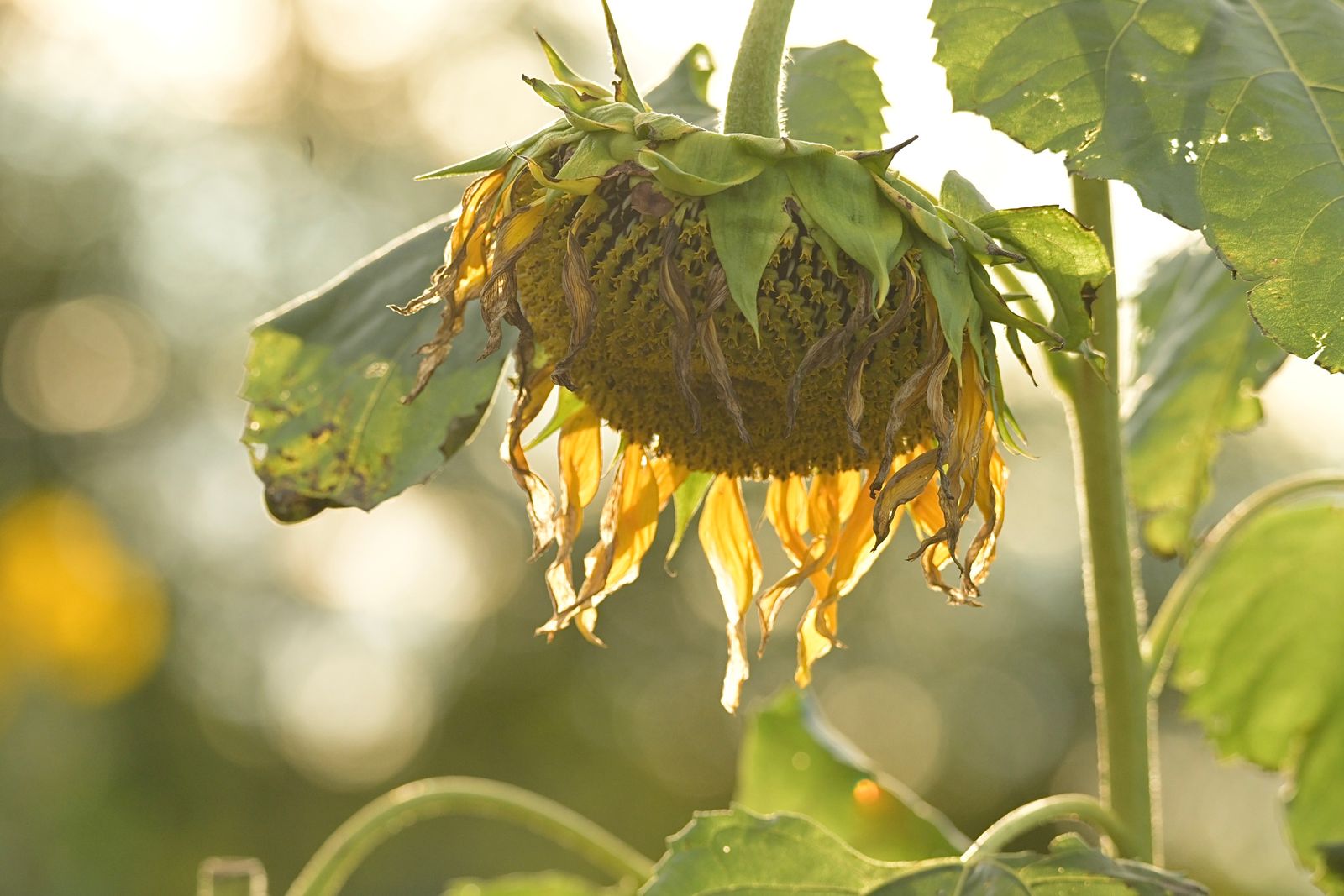 © Teri Arthur - Sunset sunflower