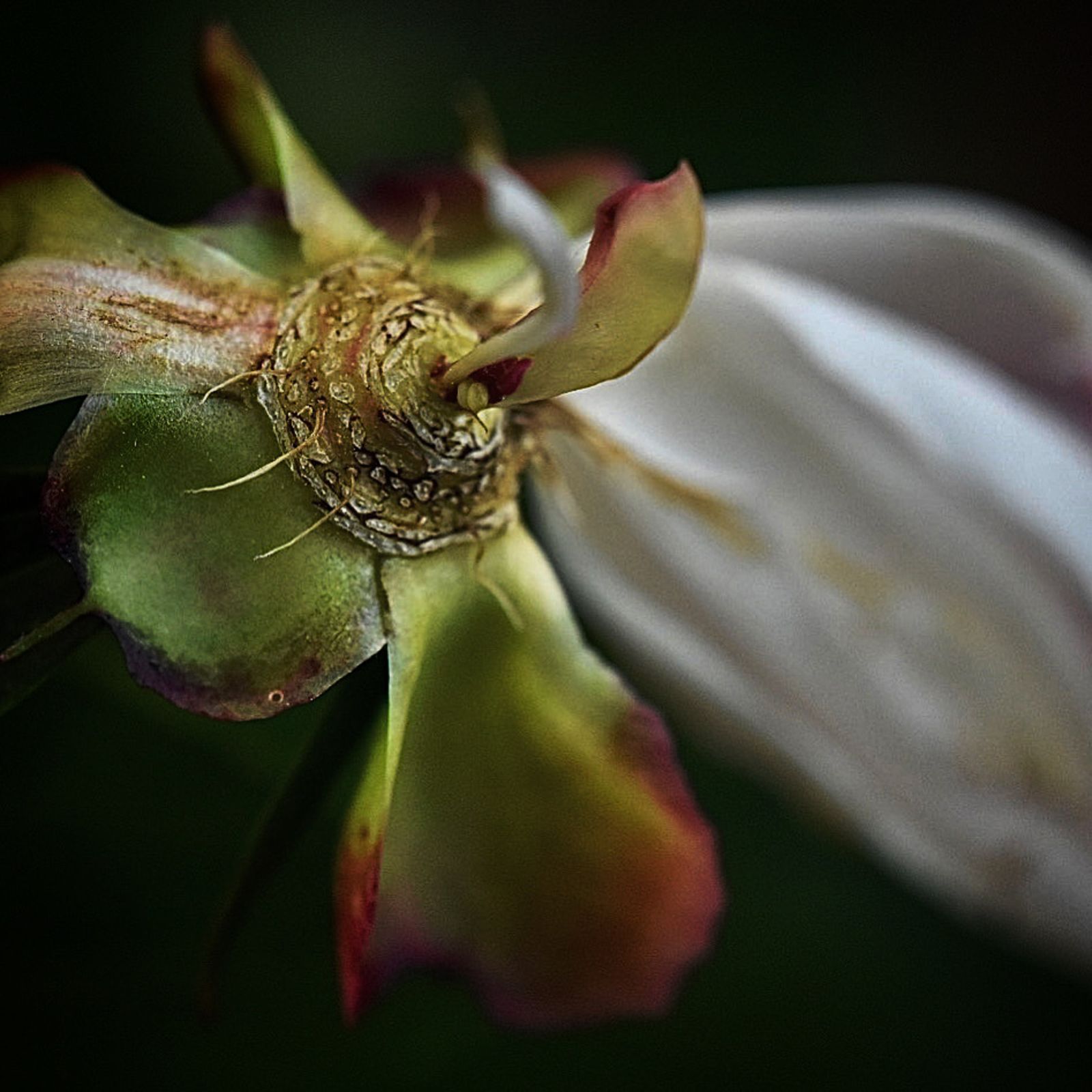 © Teri Arthur - The Royal End