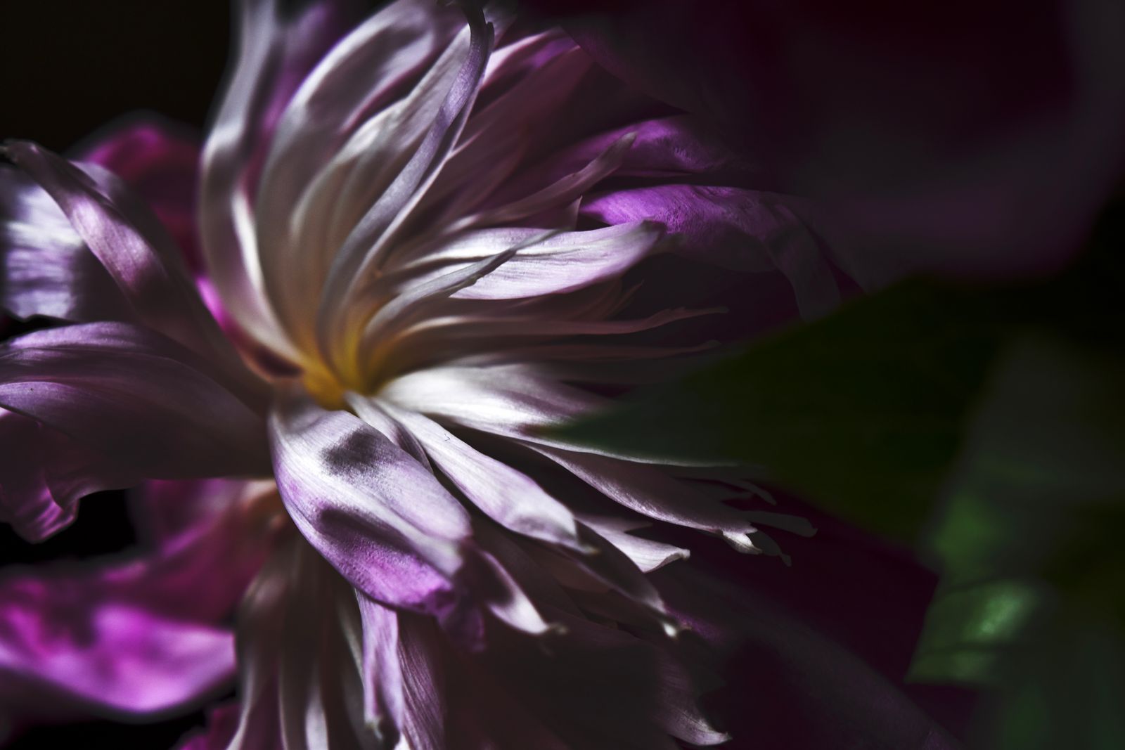 © Teri Arthur - Wind Blown
