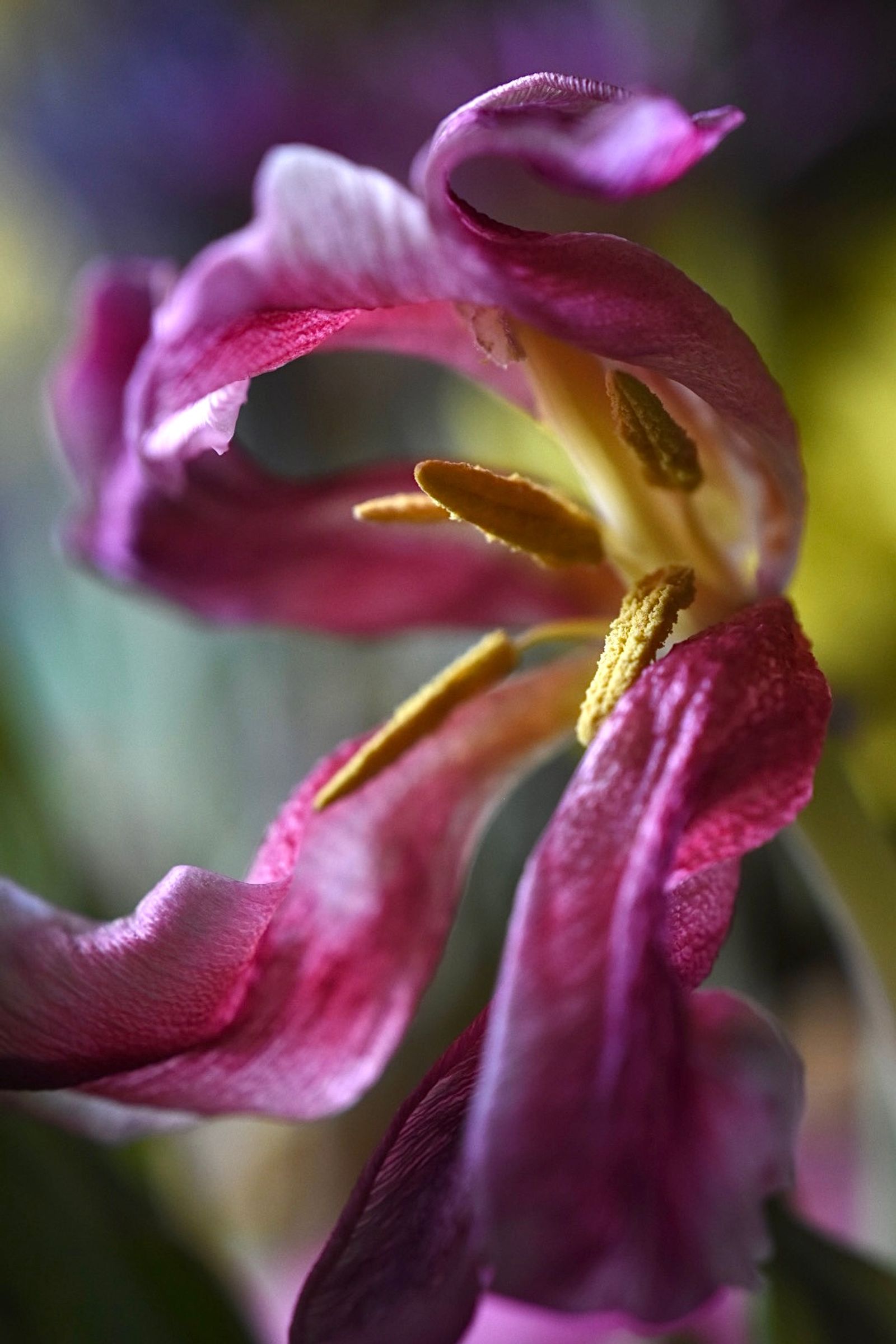 © Teri Arthur - Tired tulip