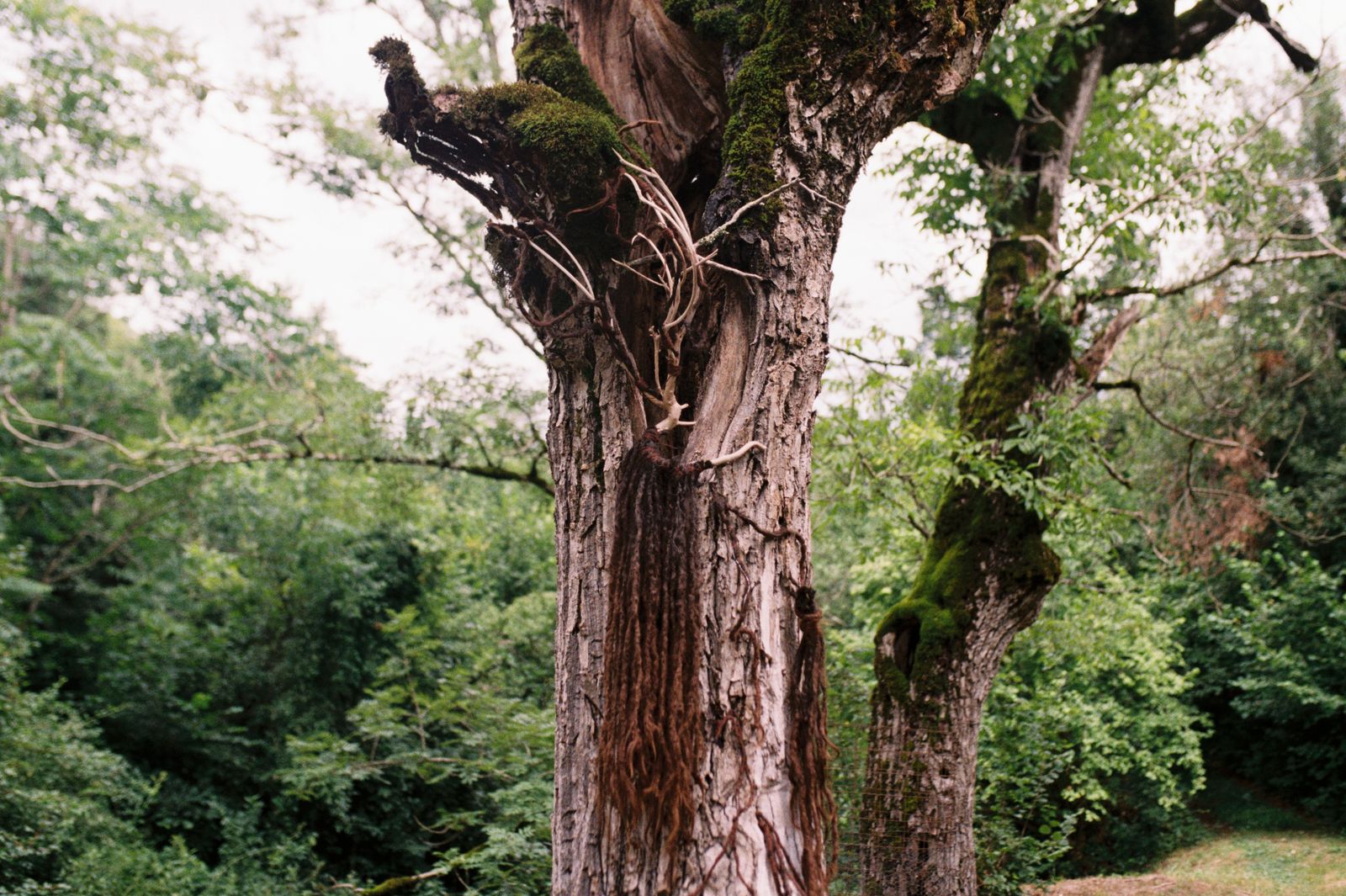 © Alina Usurelu - becoming Shuba