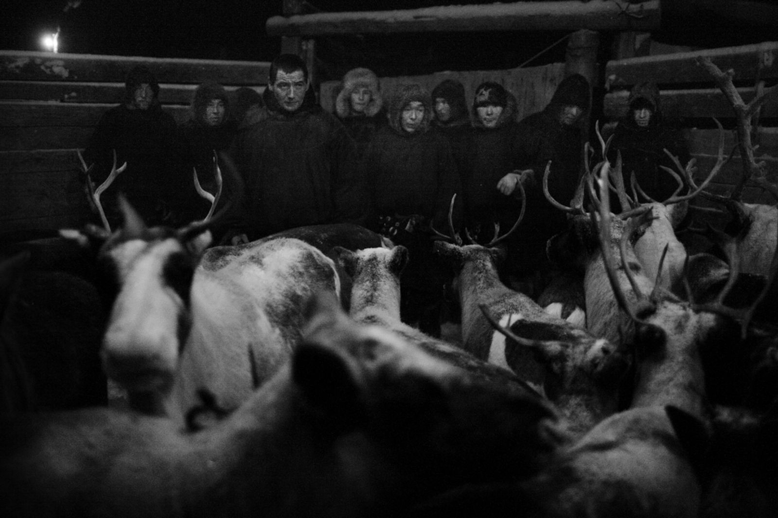 © Tatiana Plotnikova - Tyumen region, the abattoir near Labytnangi city. The reindeer-breeders are choosing the next victim.