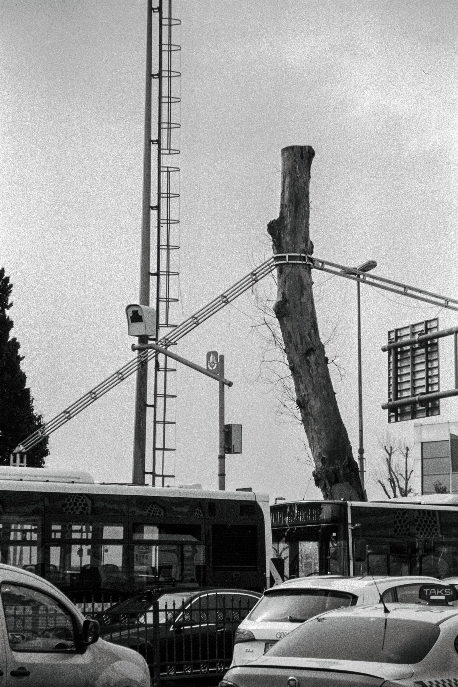 © Kıvılcım S güngörün - Cuffed-tree / They felled this tree., İstanbul, 2021