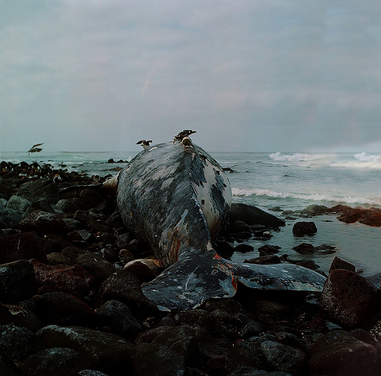 © Angélica Escoto - Image from the "They go stranded" photography project