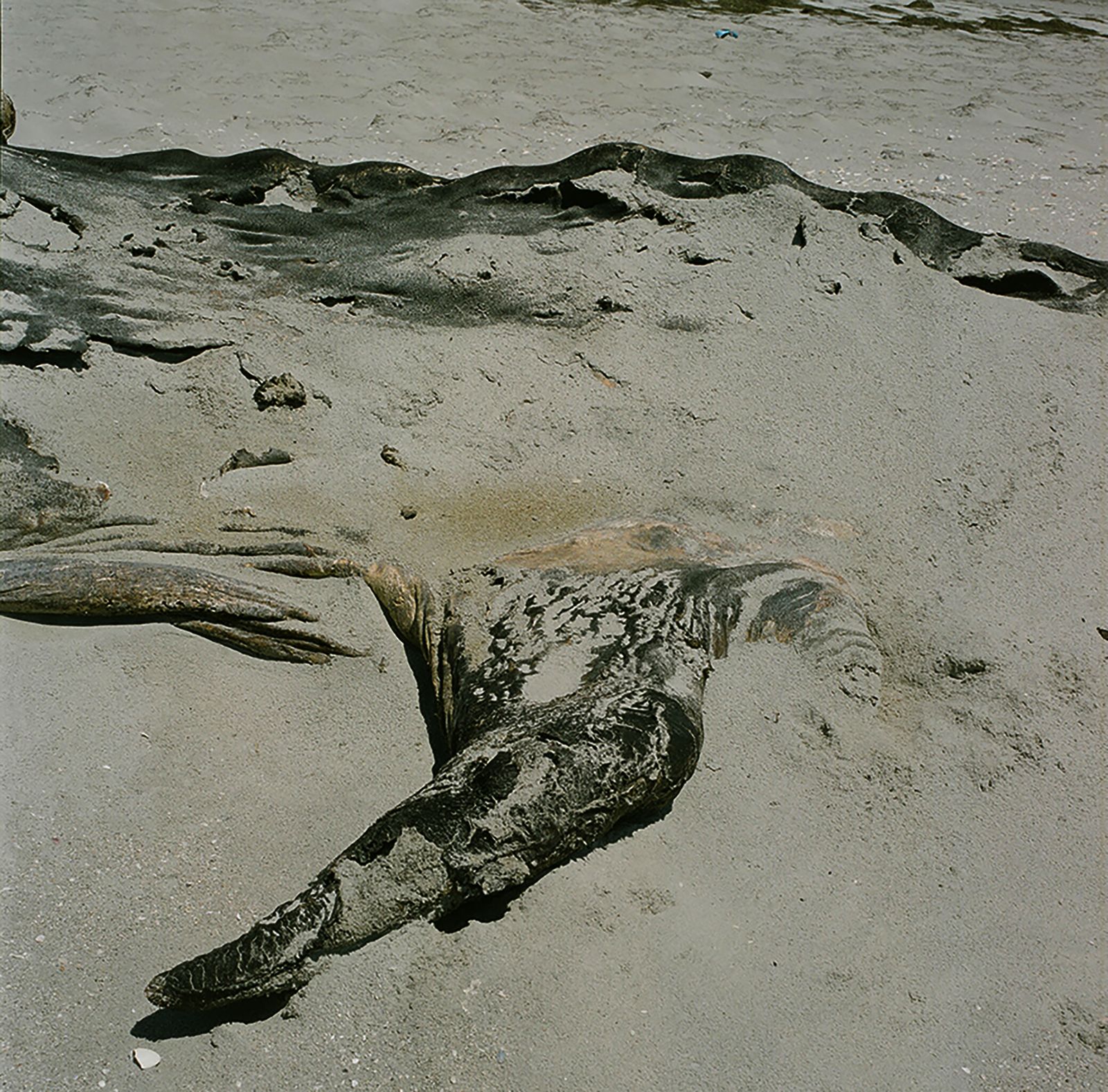 © Angélica Escoto - Image from the "They go stranded" photography project