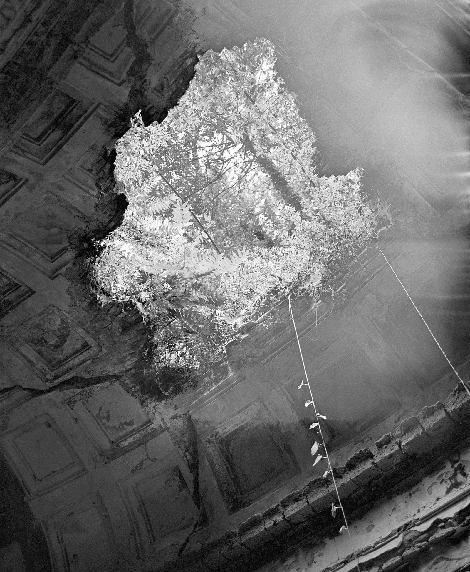 © Benedetta Casagrande - Image from the All Things Laid Dormant photography project