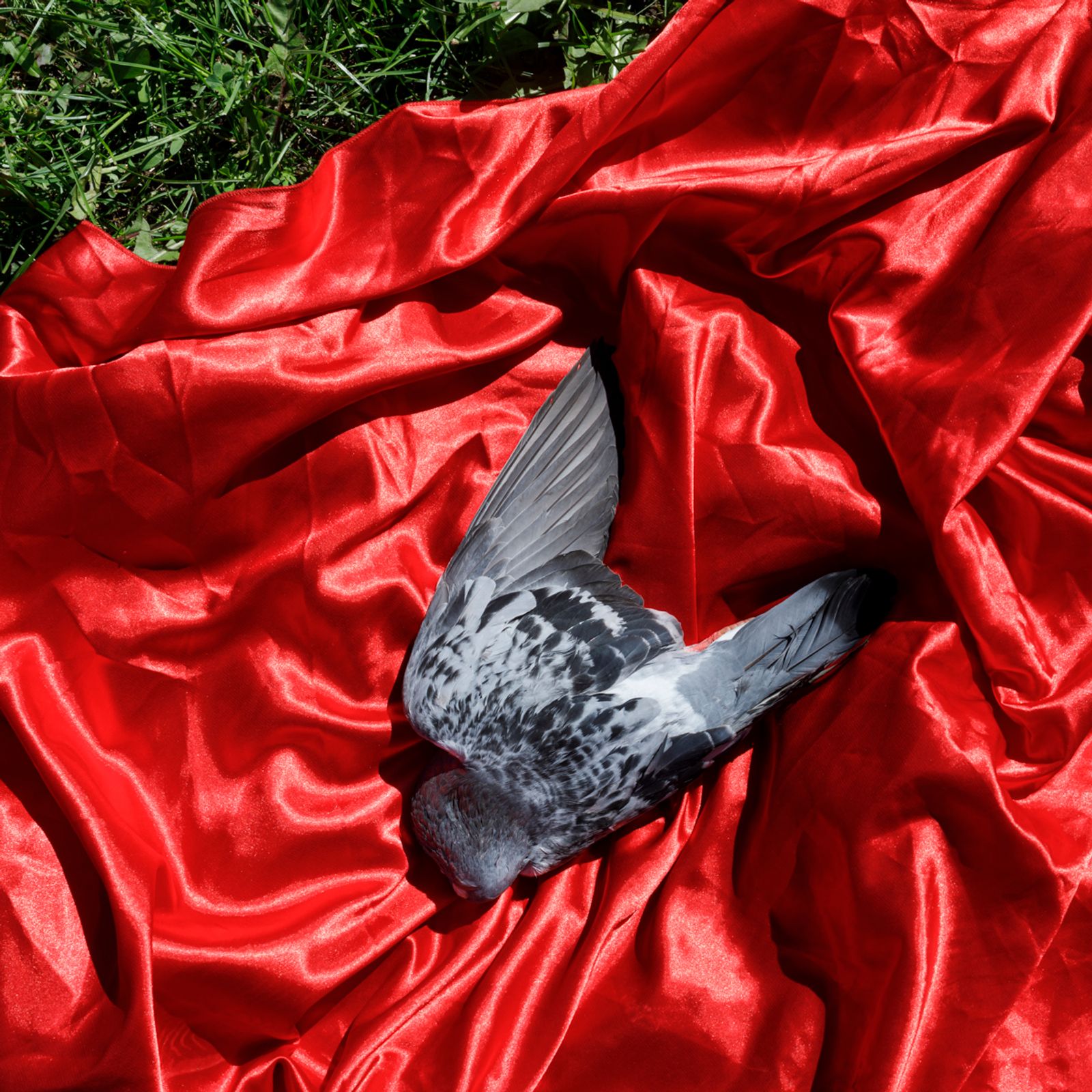 © Johanna Maria Fritz - The pigeon was brought to Mihaela for a love spell, by two young men from Hungary. Mogoșoaia, Romania, 2019.