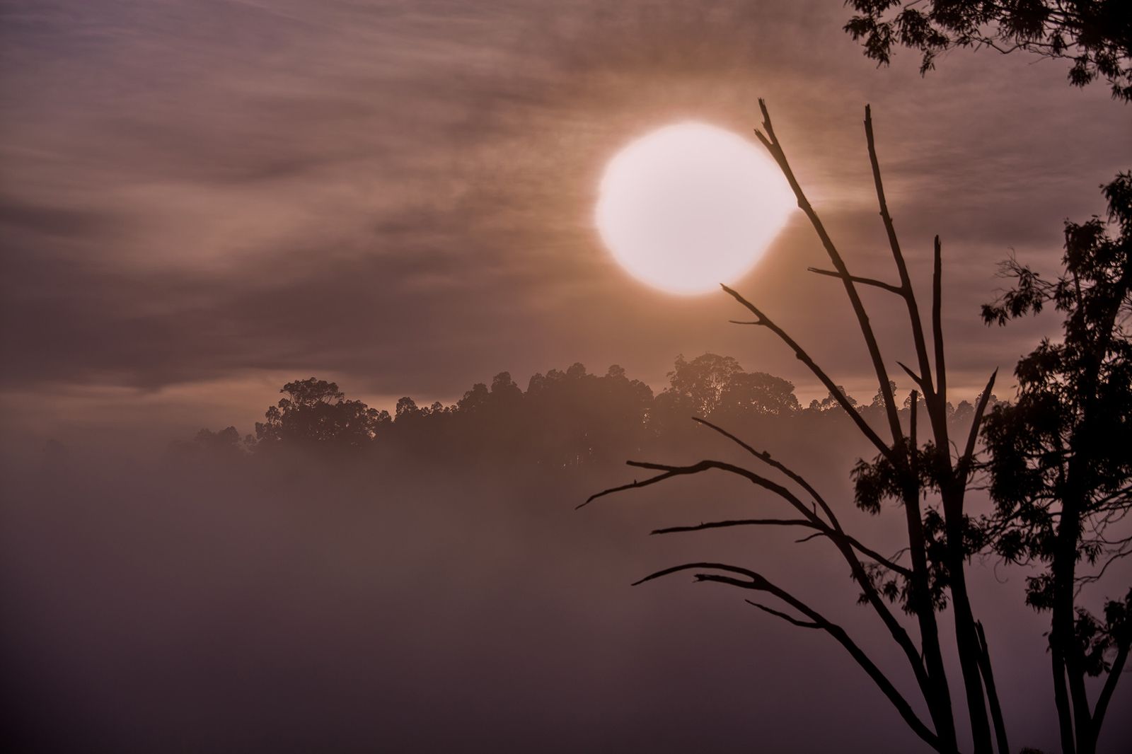 © Az Jackson - Mist Rising