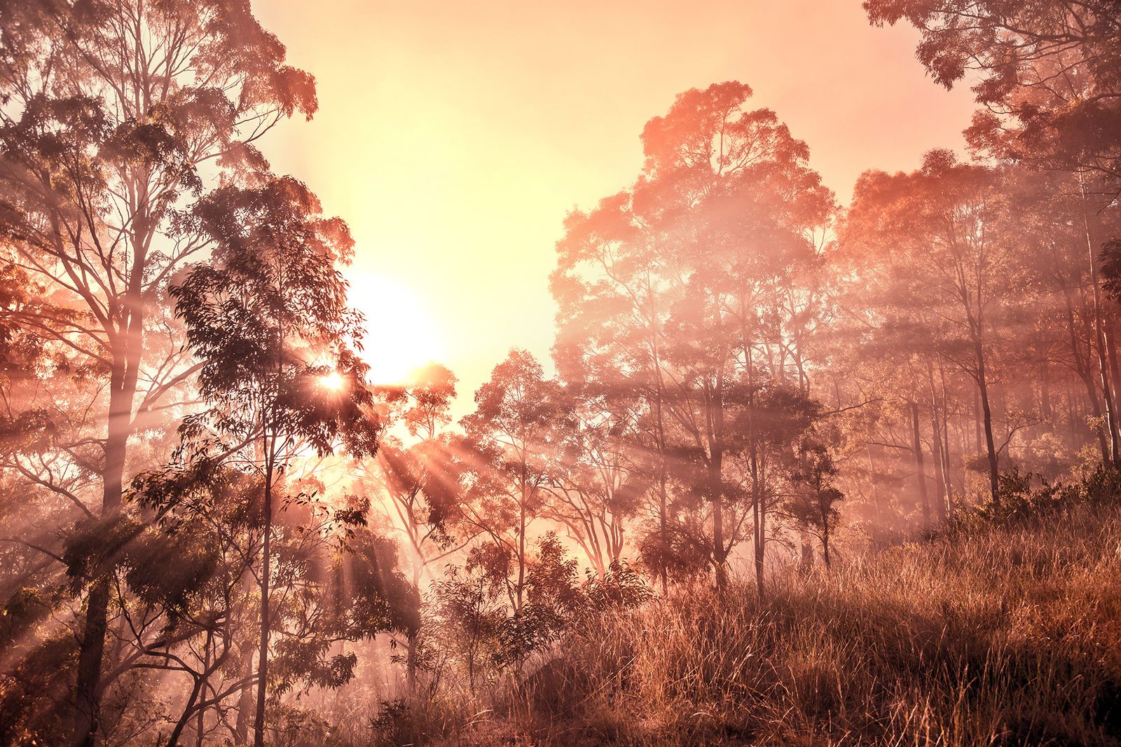 © Az Jackson - Golden Dawn