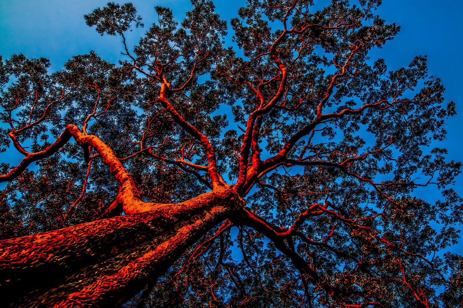© Az Jackson - Blazing Tenticles