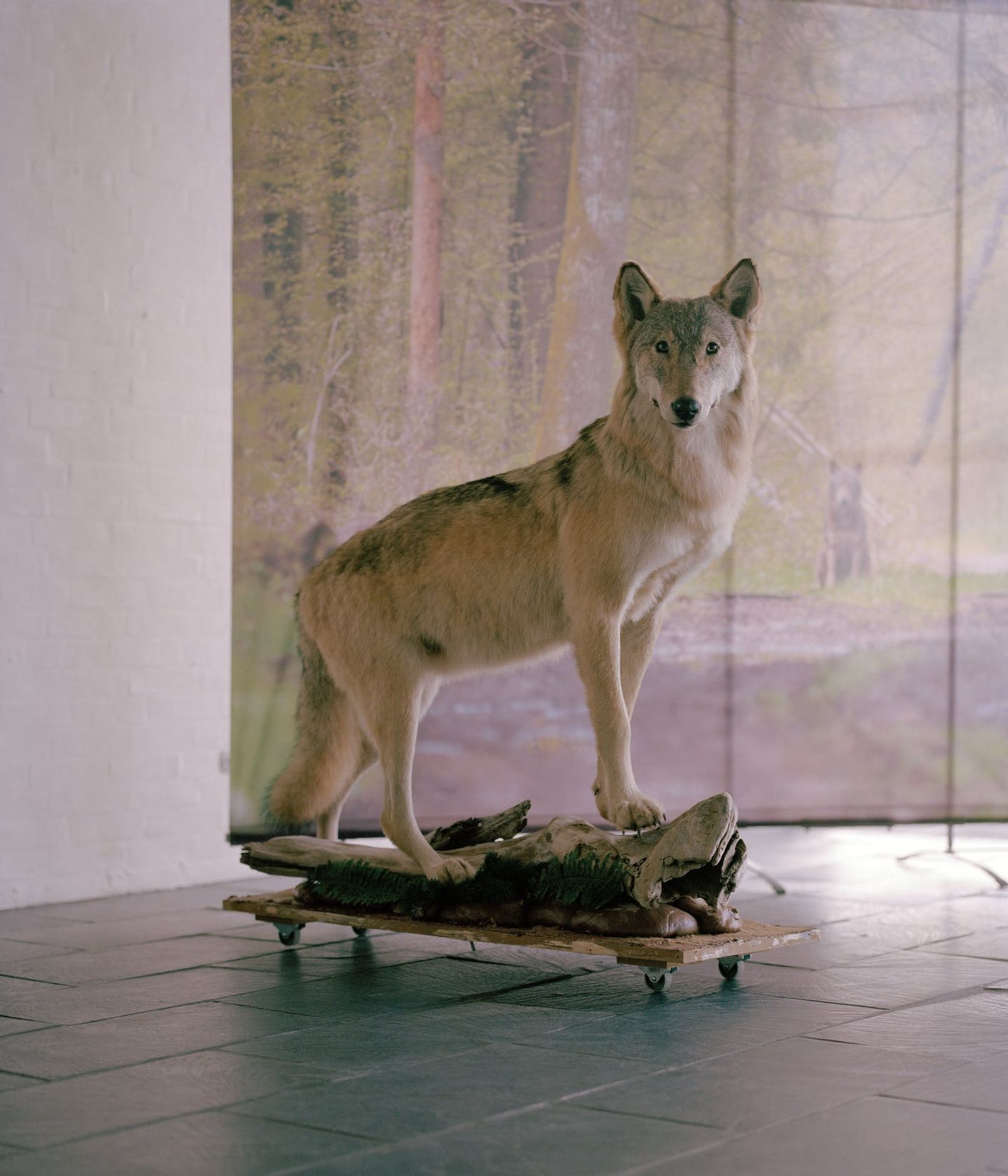 © Tobias Nicolai - Image from the Wolf land photography project