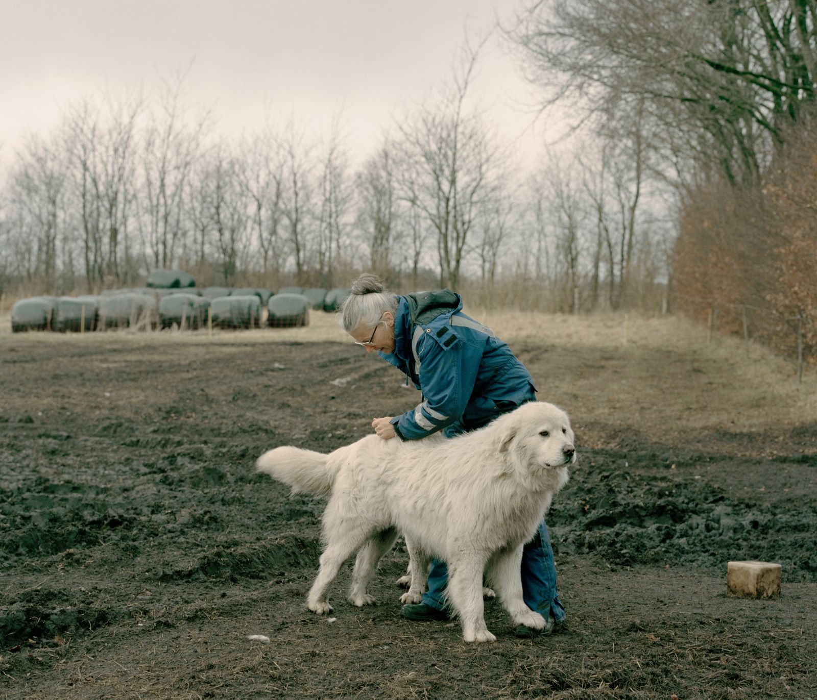 © Tobias Nicolai - Image from the Wolf land photography project