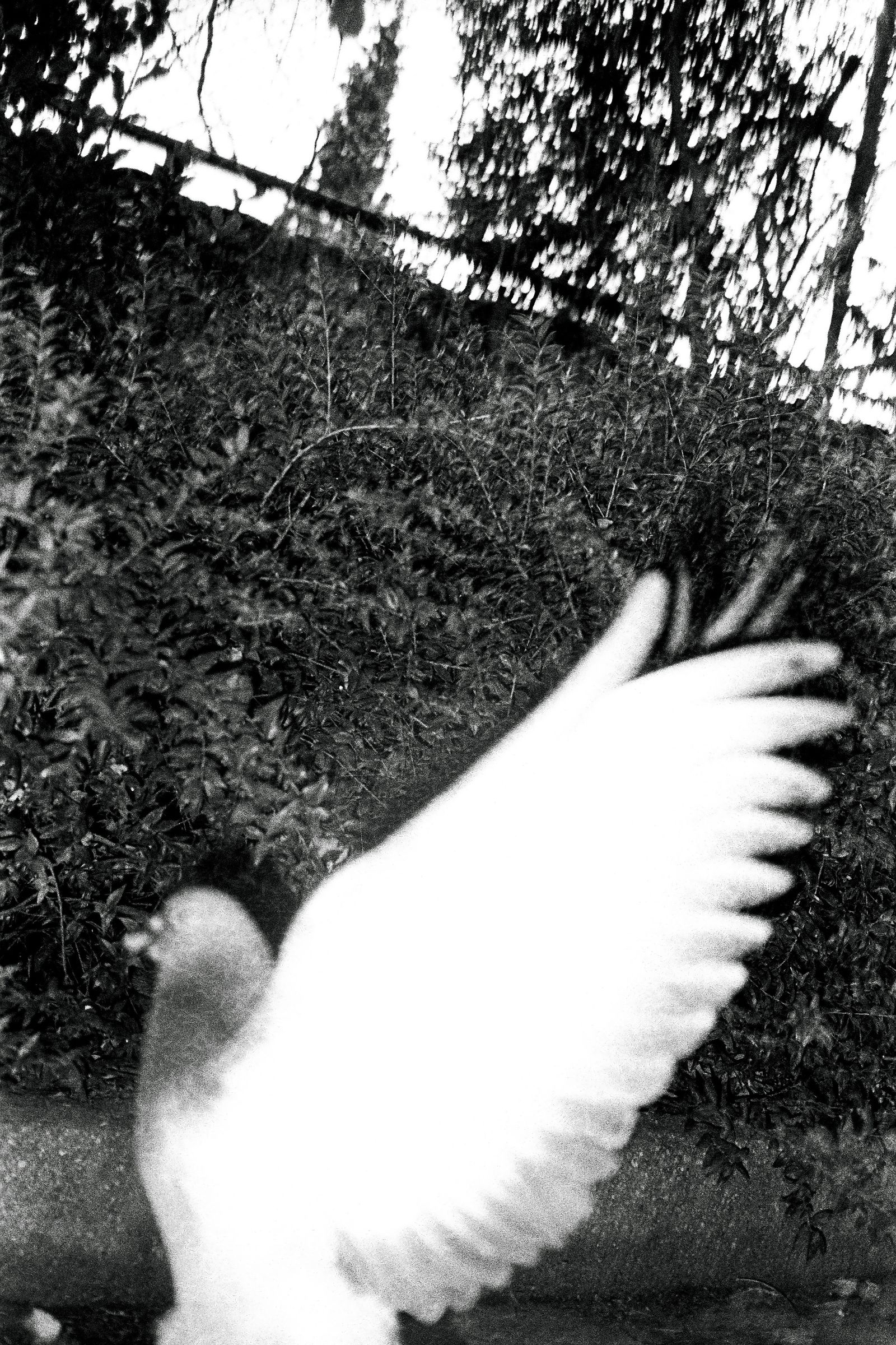 © Jonathan Cuadros - Image from the Saudade (As flowers close up in the night) photography project