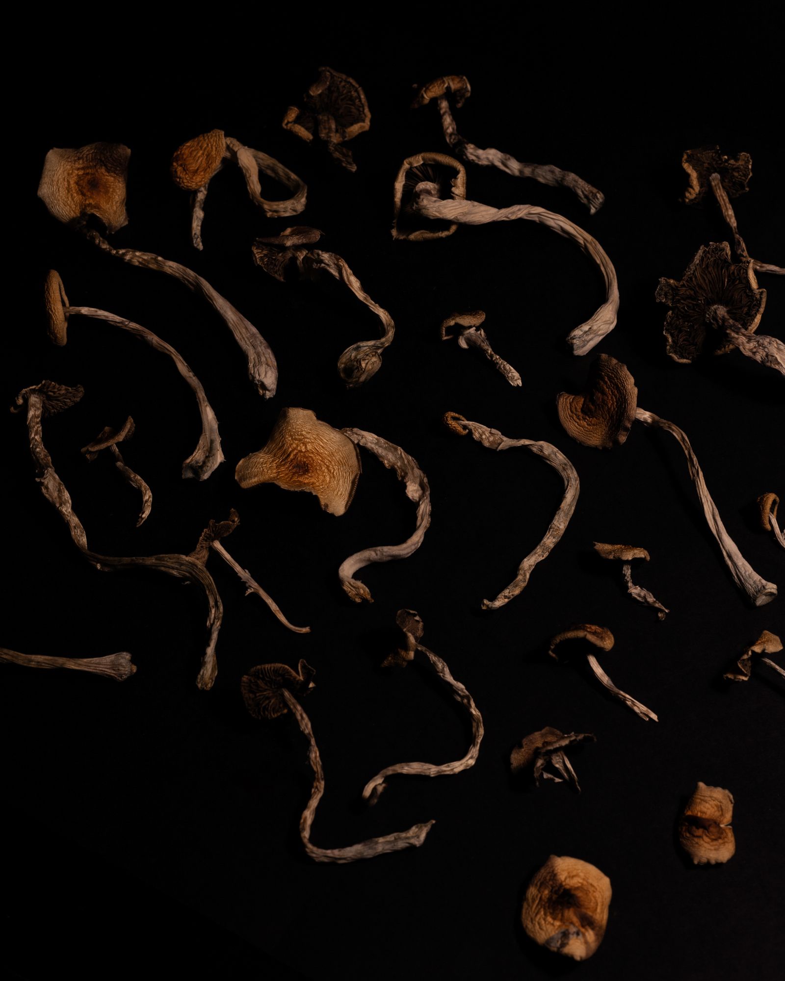 © Chiara Francesca Rizzuti - Dried psilocybe mexicana B+ mushrooms.