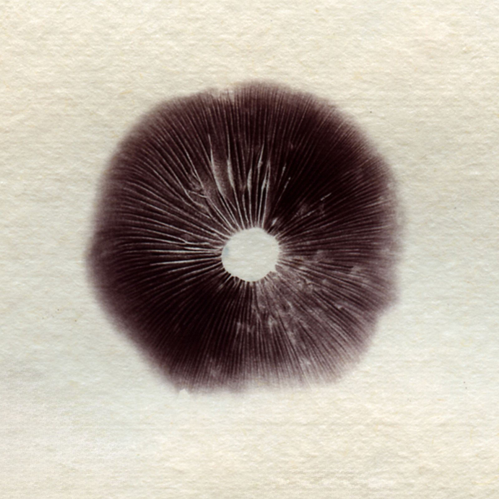 © Chiara Francesca Rizzuti - Psilocybe mexicana B+ mushrooms, spore print.