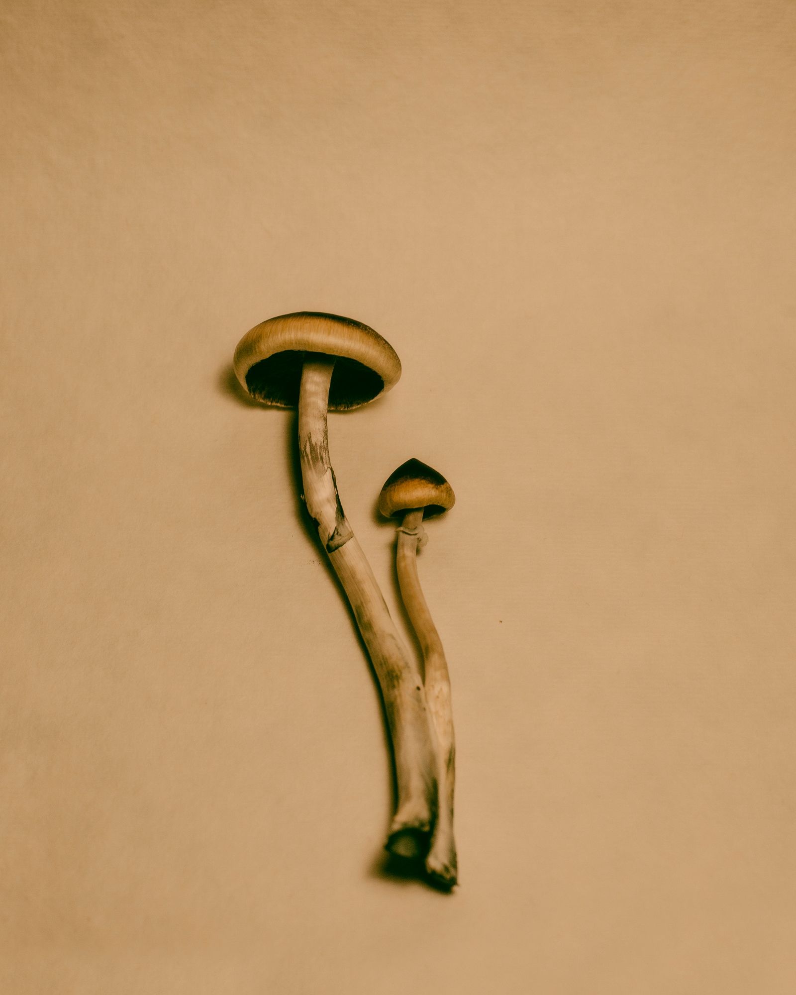 © Chiara Francesca Rizzuti - Psilocybe mexicana B+ mushrooms.