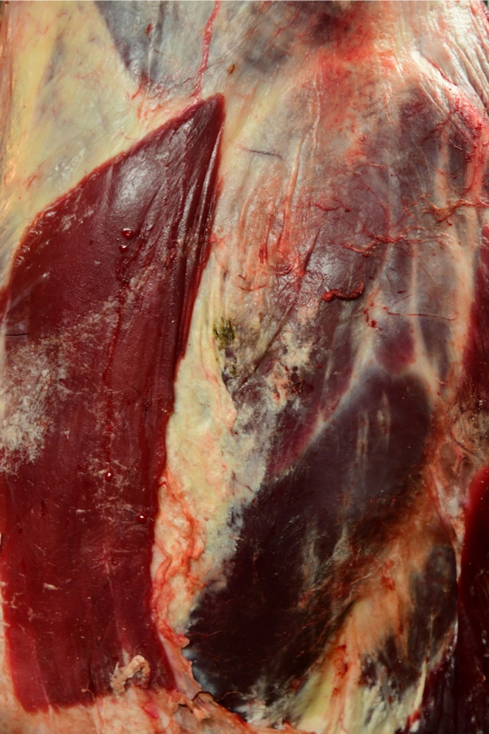© Ema Širec - Image from the MEAT photography project