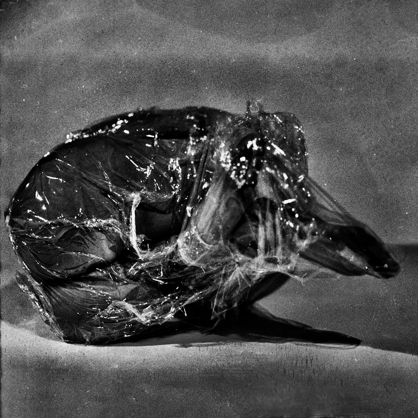 © Ema Širec - Image from the MEAT photography project