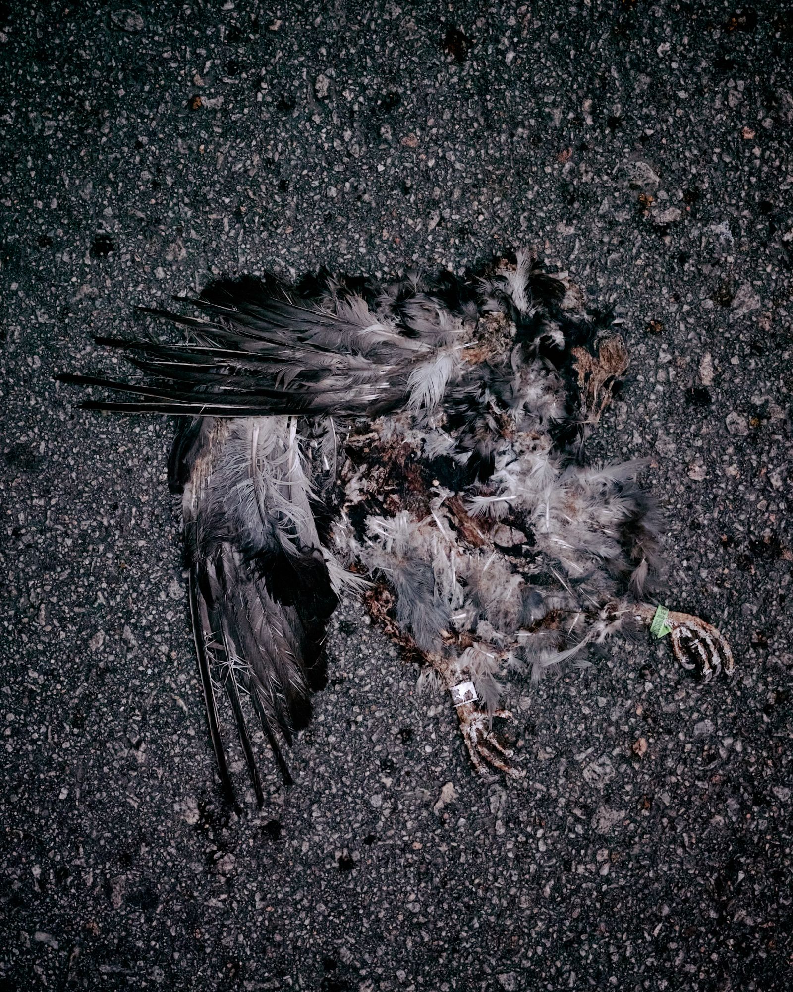 © Chung-wai Wong - A bird that was run over by a car.